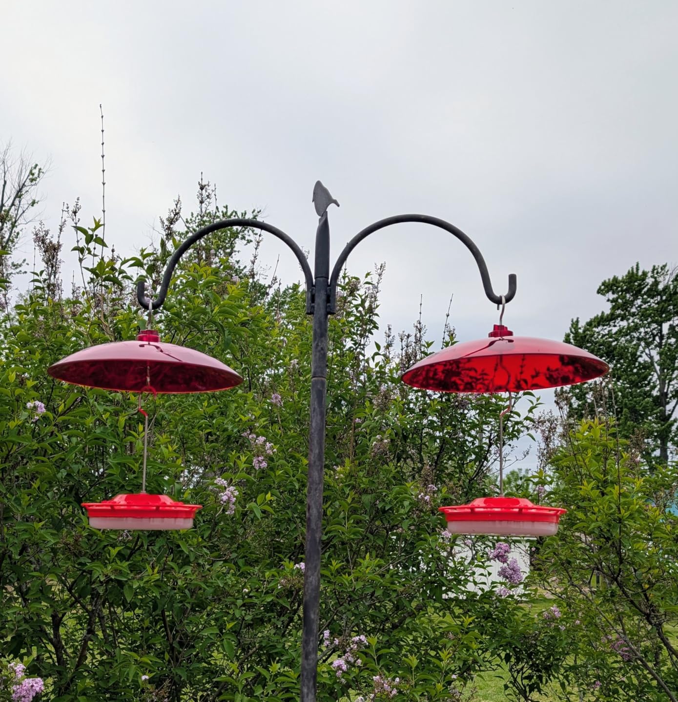 iBorn Hummingbird Feeders for Outdoors Hanging, Bee Proof Hummingbird Feeder with 14 Feeding Ports, 13 OZ Saucer Humming Bird Feeders with Ant Moat, Ant Proof No Leak, Easy to Clean and Refill, 2 Pack, Red customer photo 1