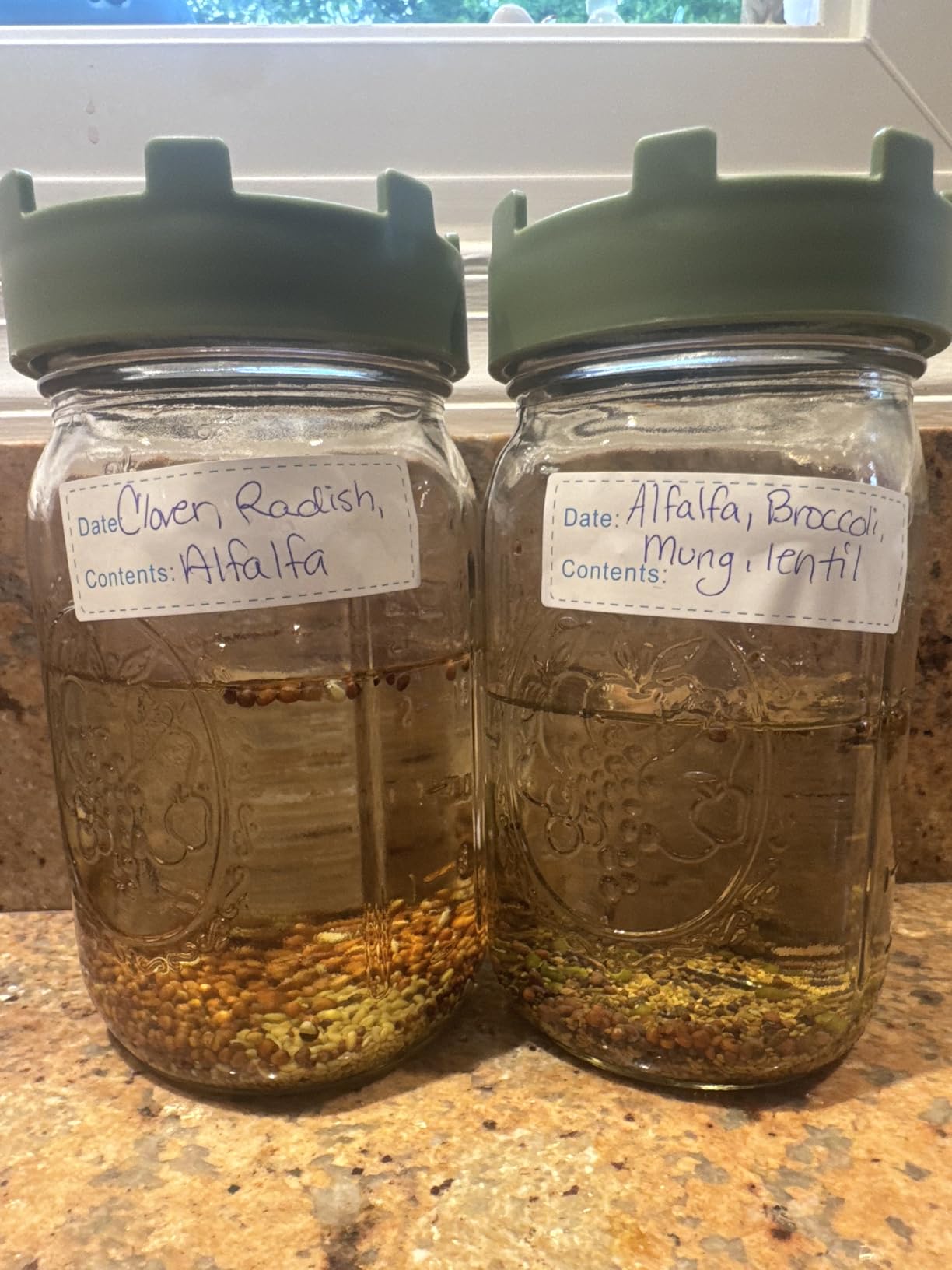 Elementi Sprouting Lids for Wide Mouth Mason Jars (Set of 4), Sprouting Jar Kit for Organic Alfalfa & Mung Bean Sprouts Growing Kit, 316 Stainless Steel Mesh Screen Strainer Lid (Sage Green) customer photo 2