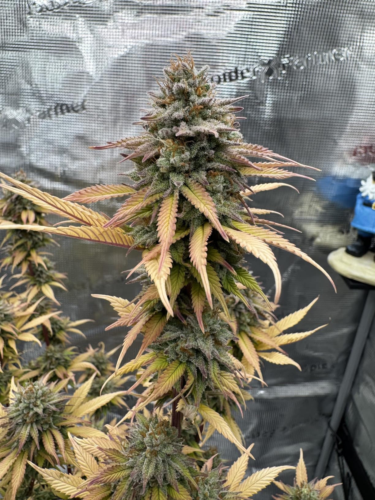 Spider Farmer New 450ml/h Humidifier for Plants Grow Tent Large Room, GGS Smart Customized Humidity Control Cool Mist with Extendable Targeting Hose and Temp & Humidity Probe Indoor Black 5L (Upgrade) customer photo 1