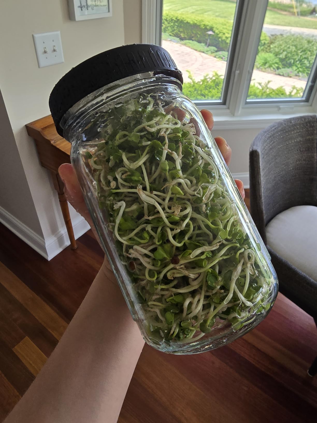 Organic Seed Sprouting Jar Kit - 2 x 32 oz Wide-Mouth Mason Jars with Stainless-Steel Sprouter Lids & Stand, Blackout Sleeves, Drain Tray - Grow Broccoli, Alfalfa & Bean Microgreens customer photo 1