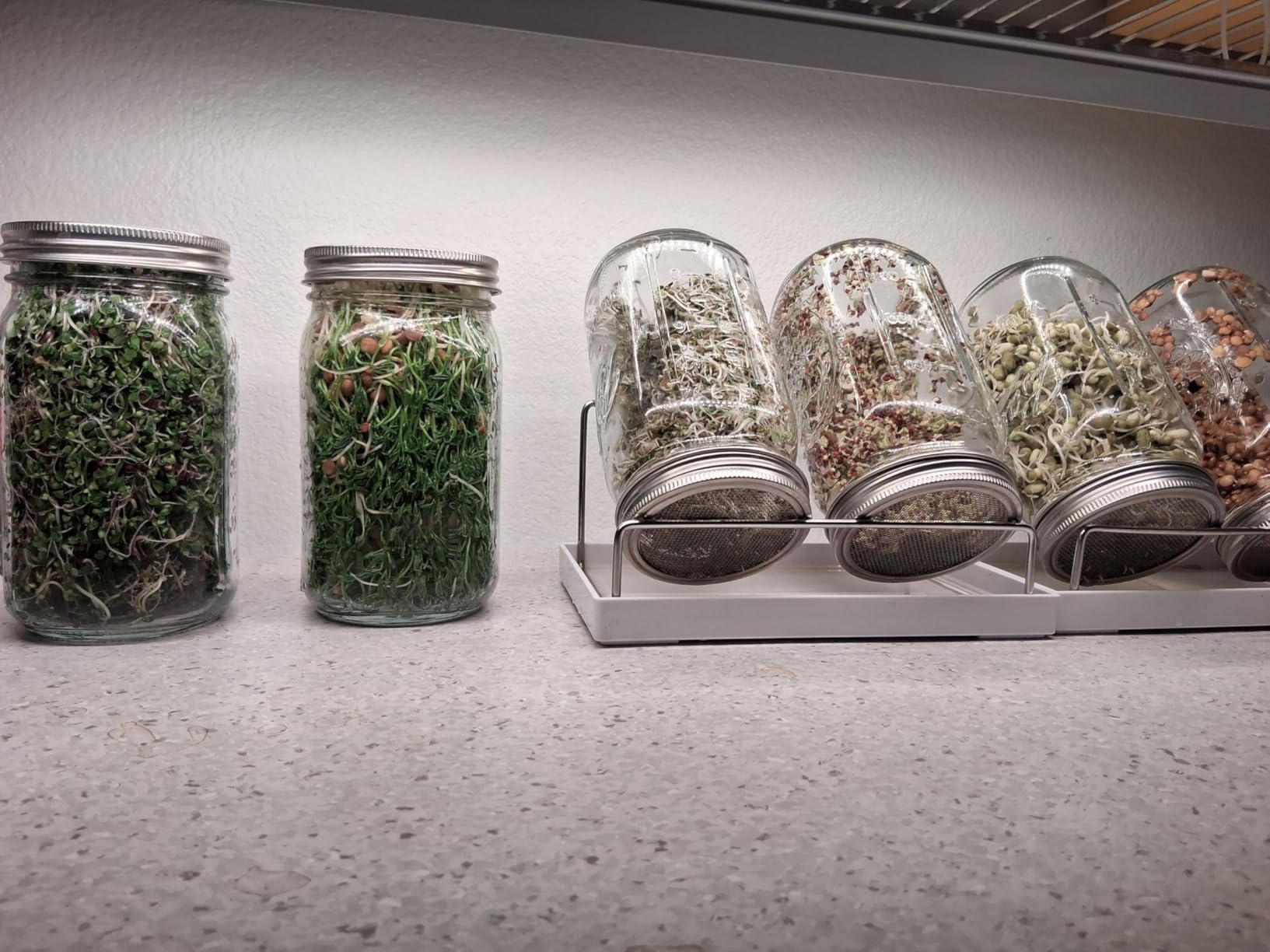 Organic Seed Sprouting Jar Kit - 2 x 32 oz Wide-Mouth Mason Jars with Stainless-Steel Sprouter Lids & Stand, Blackout Sleeves, Drain Tray - Grow Broccoli, Alfalfa & Bean Microgreens customer photo 2