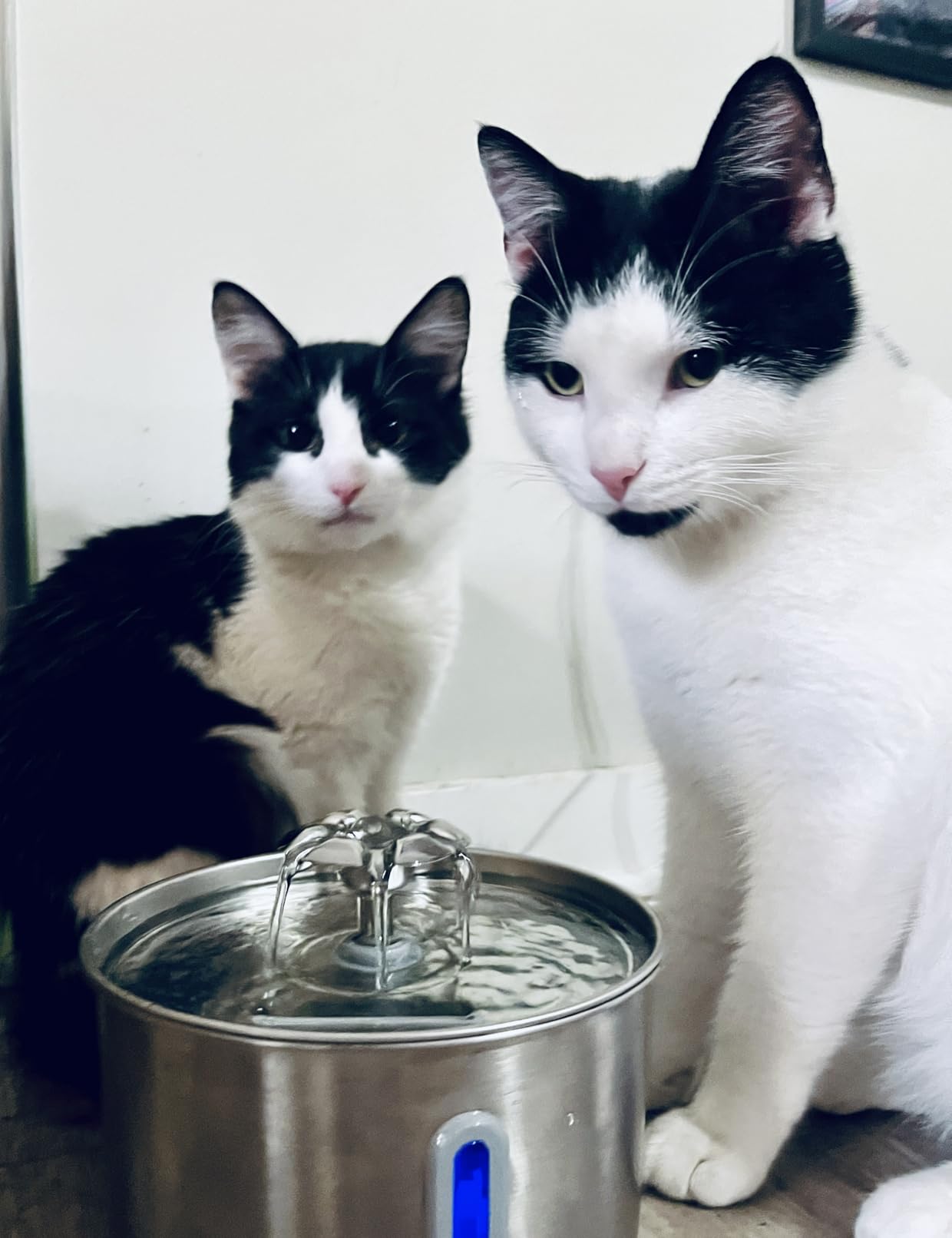 Cat Water Fountain Stainless Steel - 74oz/2.2L Automatic Large Pet Watering Bowl Dispenser for Indoor Dogs - Drinking Fountains with 3 Filter, Gifts for Cats and Kitty - Dog Waterer Bowls No Spill customer photo 1