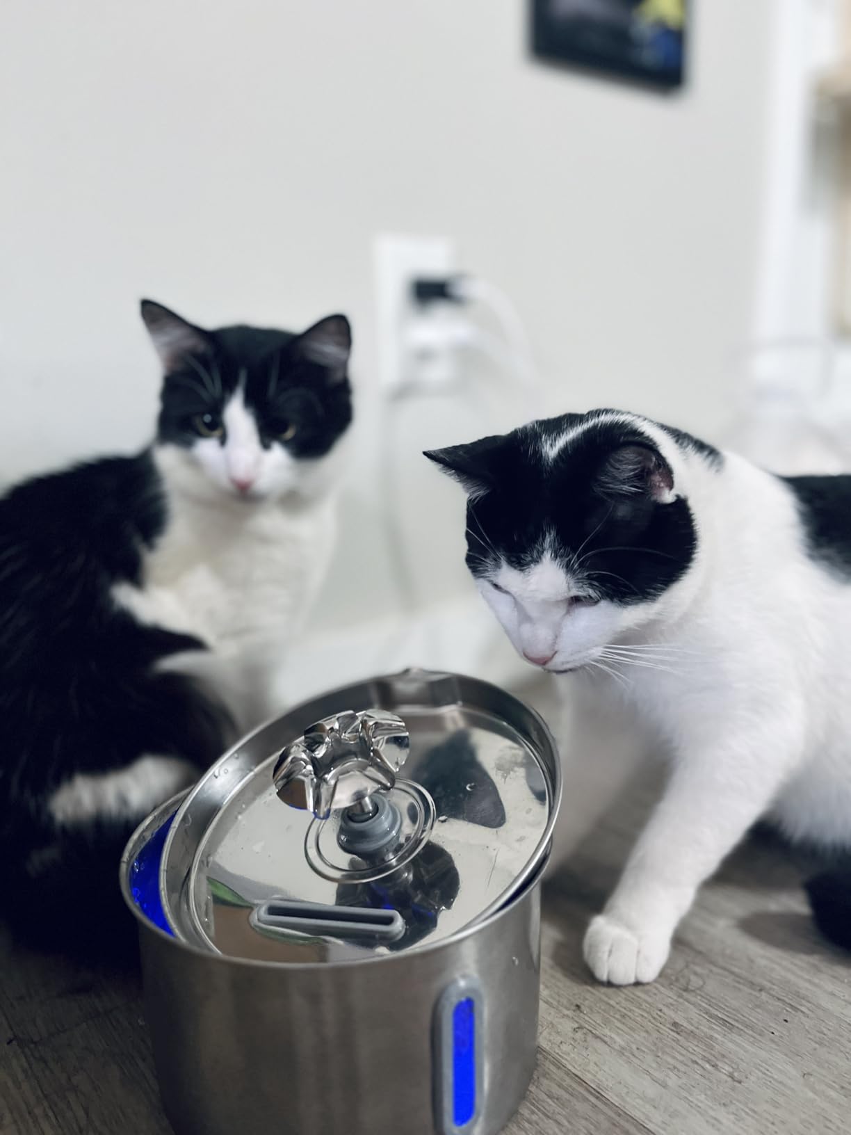 Cat Water Fountain Stainless Steel - 74oz/2.2L Automatic Large Pet Watering Bowl Dispenser for Indoor Dogs - Drinking Fountains with 3 Filter, Gifts for Cats and Kitty - Dog Waterer Bowls No Spill customer photo 2