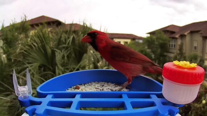 Smart Bird Feeder with Camera, AI Identifies 16,000+ Birds, Solar Powered, 2.5K HD, Auto Capture & Notify, Ideal Gift for Bird Lovers customer photo 1