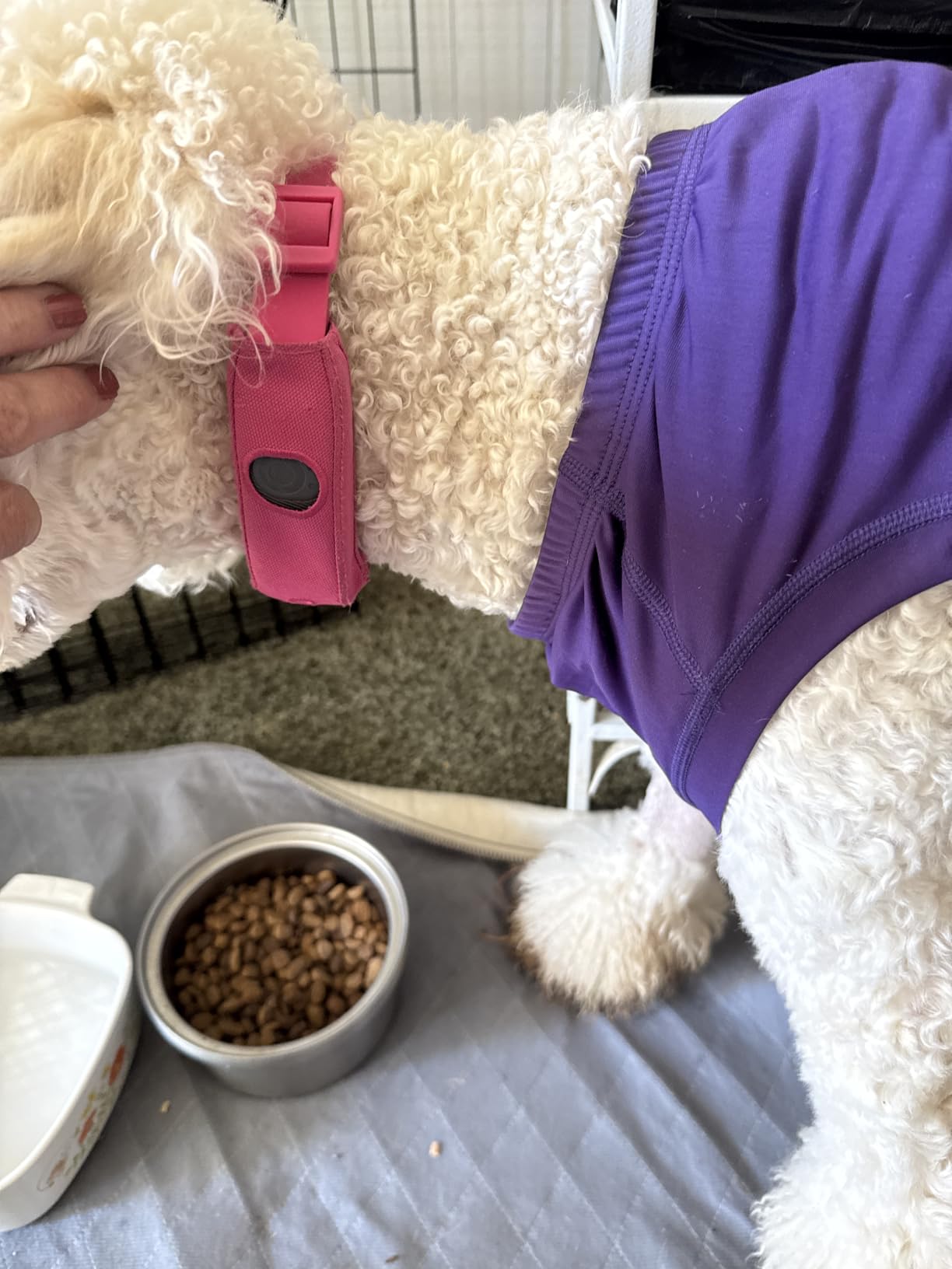 Halo Collar 5 Wireless Dog Fence & GPS Dog Collar, Keep Your Dog Safely Contained Outdoors with App-Controlled Boundaries and Real-Time Tracking, One Size, Orchid customer photo 1