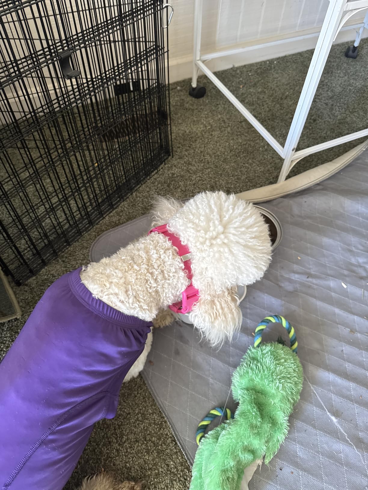 Halo Collar 5 Wireless Dog Fence & GPS Dog Collar, Keep Your Dog Safely Contained Outdoors with App-Controlled Boundaries and Real-Time Tracking, One Size, Orchid customer photo 2
