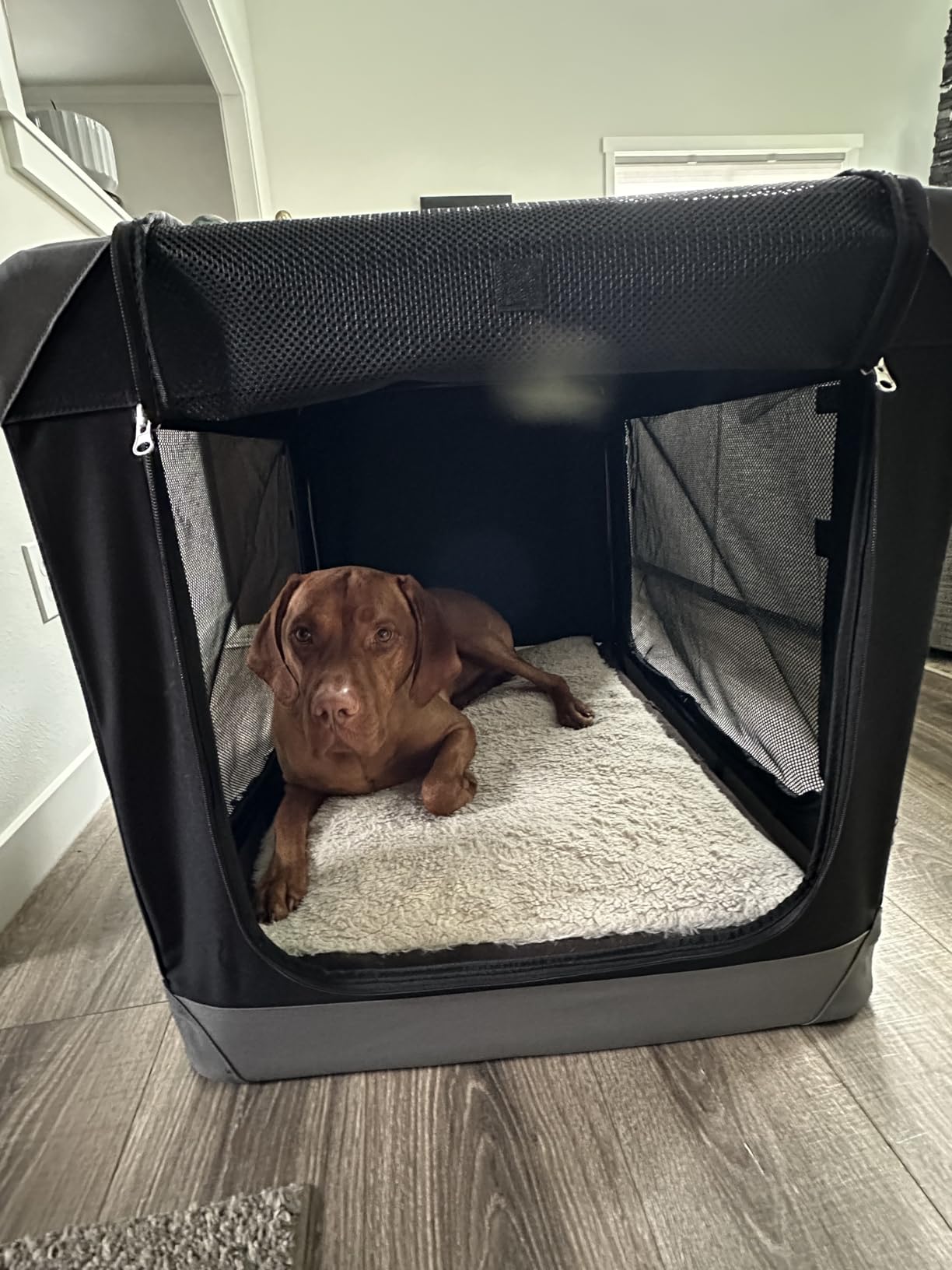 Feandrea Collapsible Dog Crate, Portable Oxford Fabric Pet Travel Crate with 4 Mesh Doors, Handles, Pocket, 36 Inches, for Large Dogs, Ink Black and Dove Gray UPDC029BH01 customer photo 1