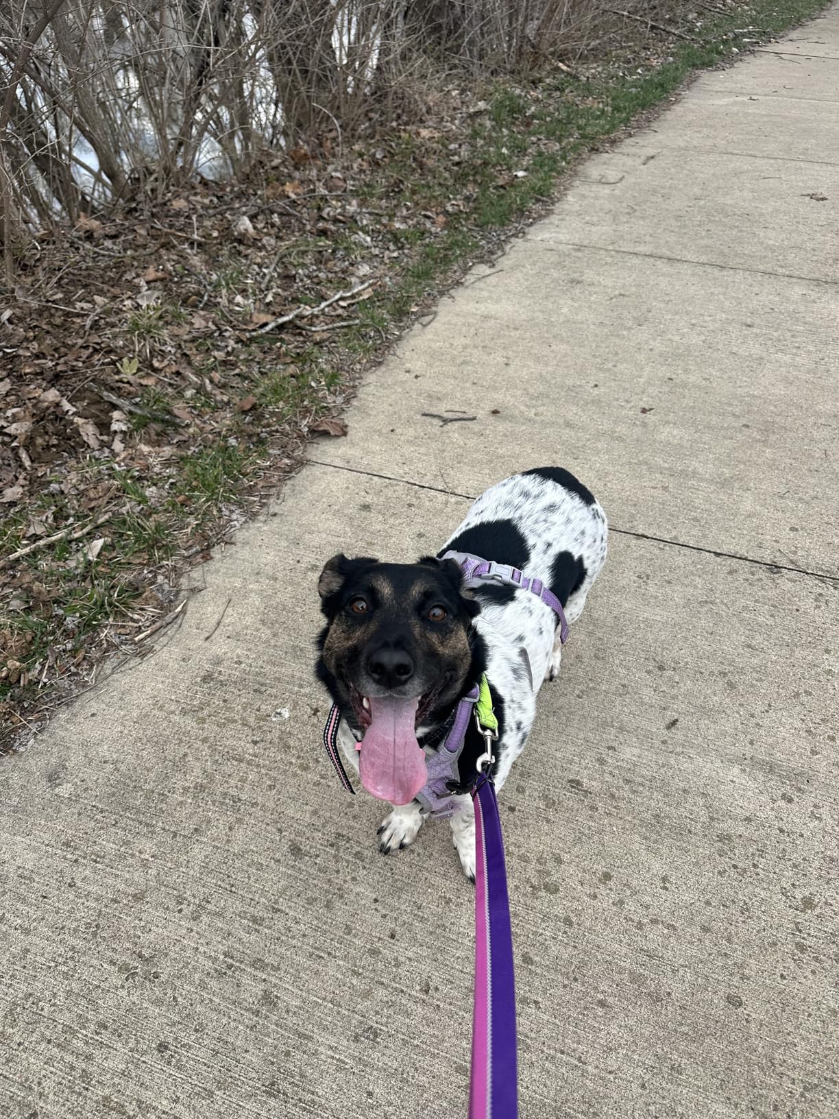 No Shock Dog Training Collar, Beep and Vibrating Dog Collar with Remote 2800Ft, Vibration Collar for Small Medium Large Dogs - No Prongs customer photo 2