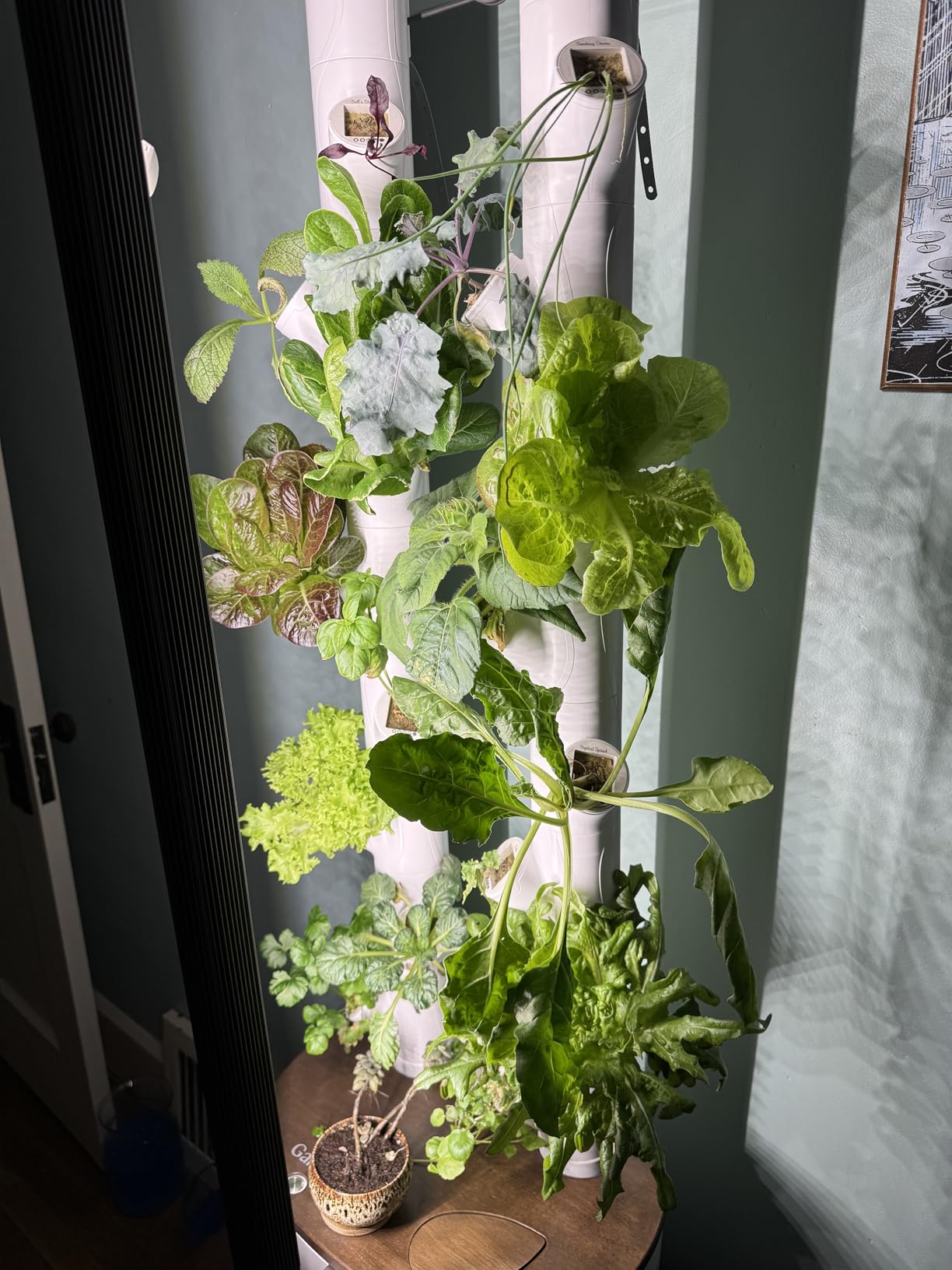 Gardyn Studio 1 Vertical Hydroponics Growing System Kit - 16 Non-GMO Plants, Herbs, Vegetables - Tower Garden with LED Grow Lights customer photo 2