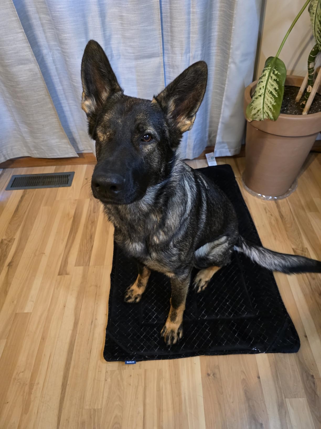 Bedsure Chew Resistant Dog Bed Large Sized Dog - Chew Proof Dog Crate Pad Machine Washable Durable Kennel Mat for Chewers with Reinforced Corners, Black, 35x22 in customer photo 1