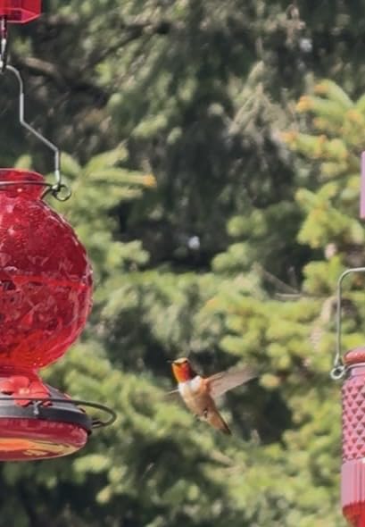 25 OZ Glass Hummingbird Feeder for Outdoors Hanging, Humming Bird Nectar Feeder with Ant Moat, 4 Bee-Proof Feeding Ports, 360 Degree Perch, Leak-Proof, Gifts for Women Mom, Red customer photo 2