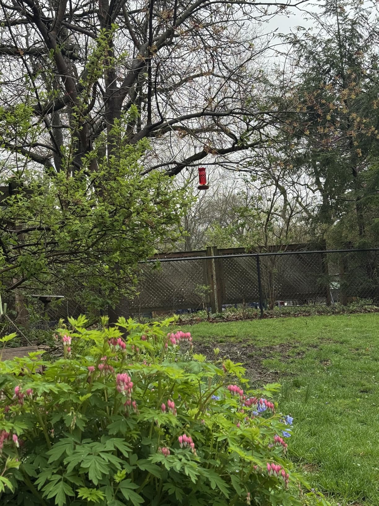 Hummingbird Feeders for Outdoors, Hanging Hummingbird Feeder with 5 Flower-Shaped Feeding Ports, 16 Oz Bird Feeder with Bee Proof and Built-in Ant Moat, Outdoor Garden Decor Gifts for Women Mom customer photo 2