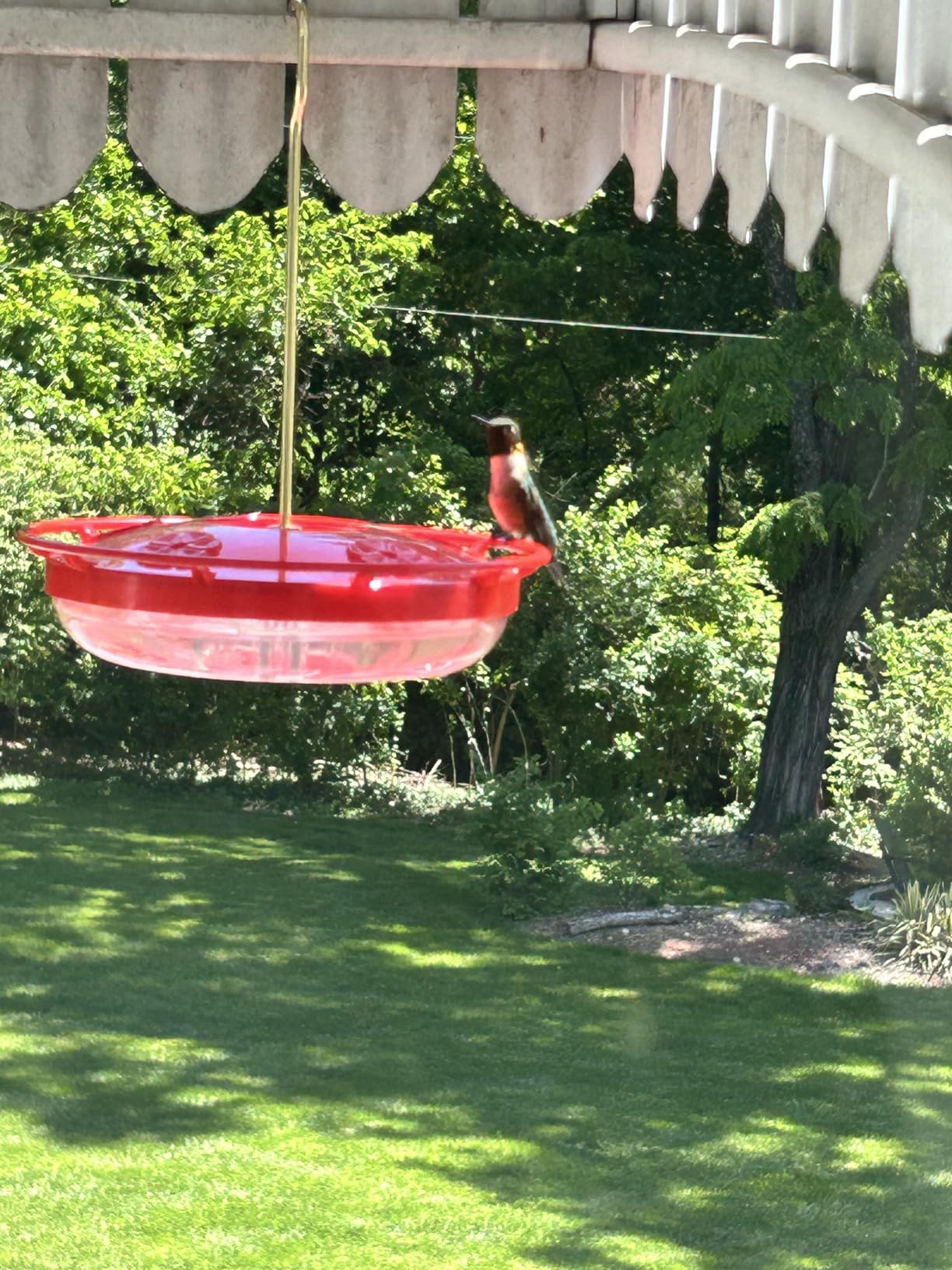 eWonLife Hummingbird Feeders for Outdoors, 16oz Leak-Proof Saucer Humming Bird Feeder with Integrated Ant Moat, Bee Proof 5 Feeding Ports, Brush, Easy Clean and Refill, Hanging Garden Yard Decor customer photo 2