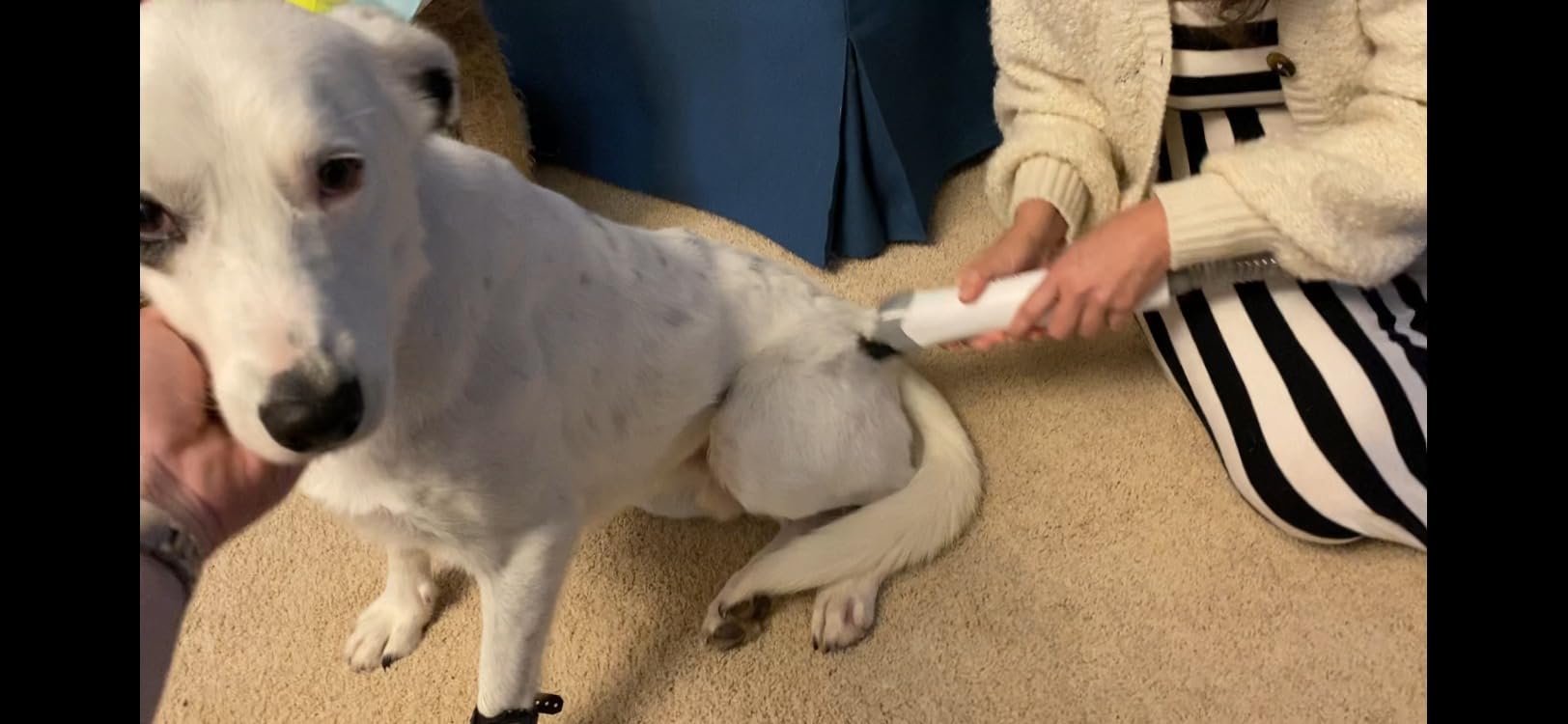 Dog Vacuum Grooming Kit for Shedding: Professional Hair Clippers Pet Groomer - Strong Suction Cleaner Deshedding Tool Fur Brush Attachment Trimmer for Home Cat (Pale White) customer photo 2