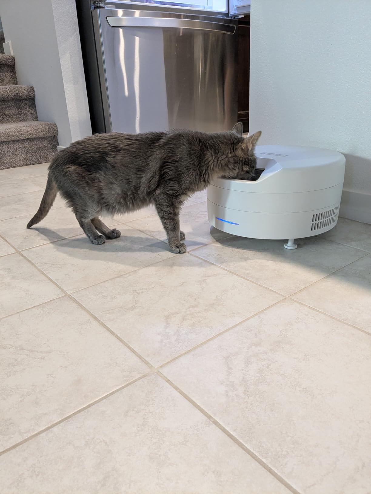 PetSafe FreshFeed Refrigerated Pet Feeder Automatic Wet Food Feeder for Cats & Small Dogs App Control 6 Fresh Meals Stainless Steel Inserts White customer photo 2