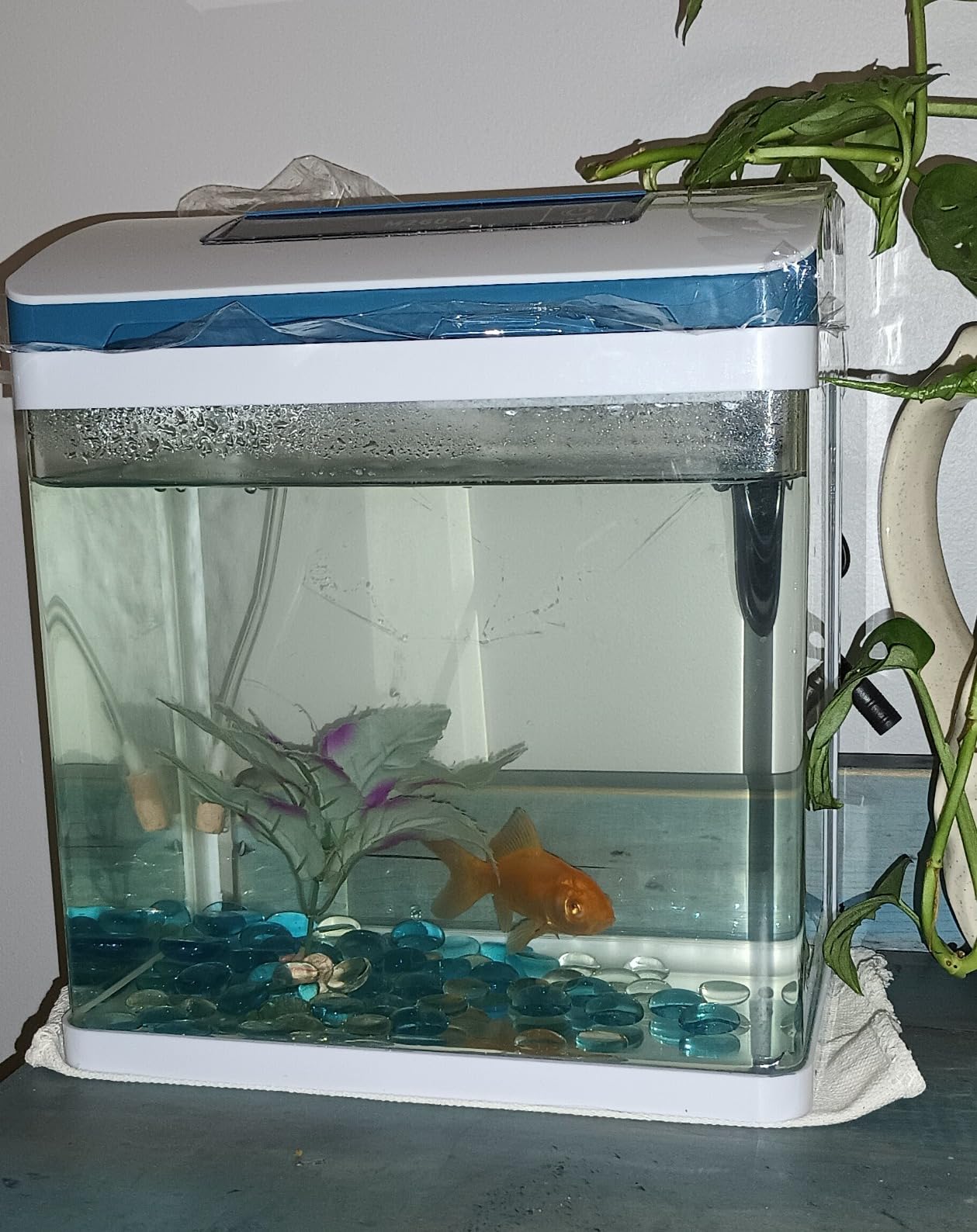 20 Gallon Fish Tank Smart Aquarium Kit, Glass Small Aquarium Starter Kits Self Cleaning with 3 Types of LED Lights and Filter Water Pump, Water Temperature Detection Ultra Quiet Gift for Kid customer photo 2