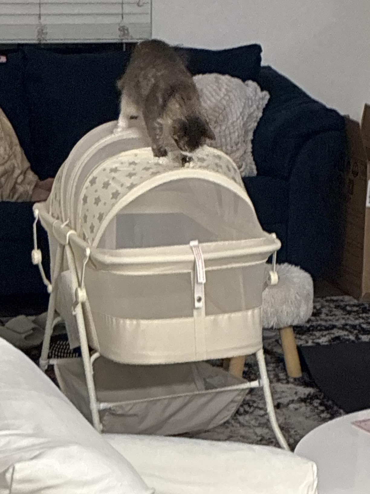 Dream On Me Karley Portable Newborn Bassinet with Double Mesh Canopy, Foldable Travel Bassinet with Storage Basket, Lightweight, Indoor Outdoor Use, Blue/Grey customer photo 2