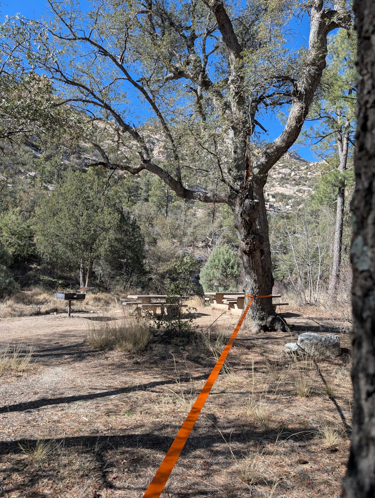Complete Slackline Kit with Training Line - 60ft Slack Lines for Backyard for Kids and Adults, Wider Tree Protectors - Ninja Slackline for Kids Outdoor Play Equipment (Complete Kit - Orange) customer photo 2