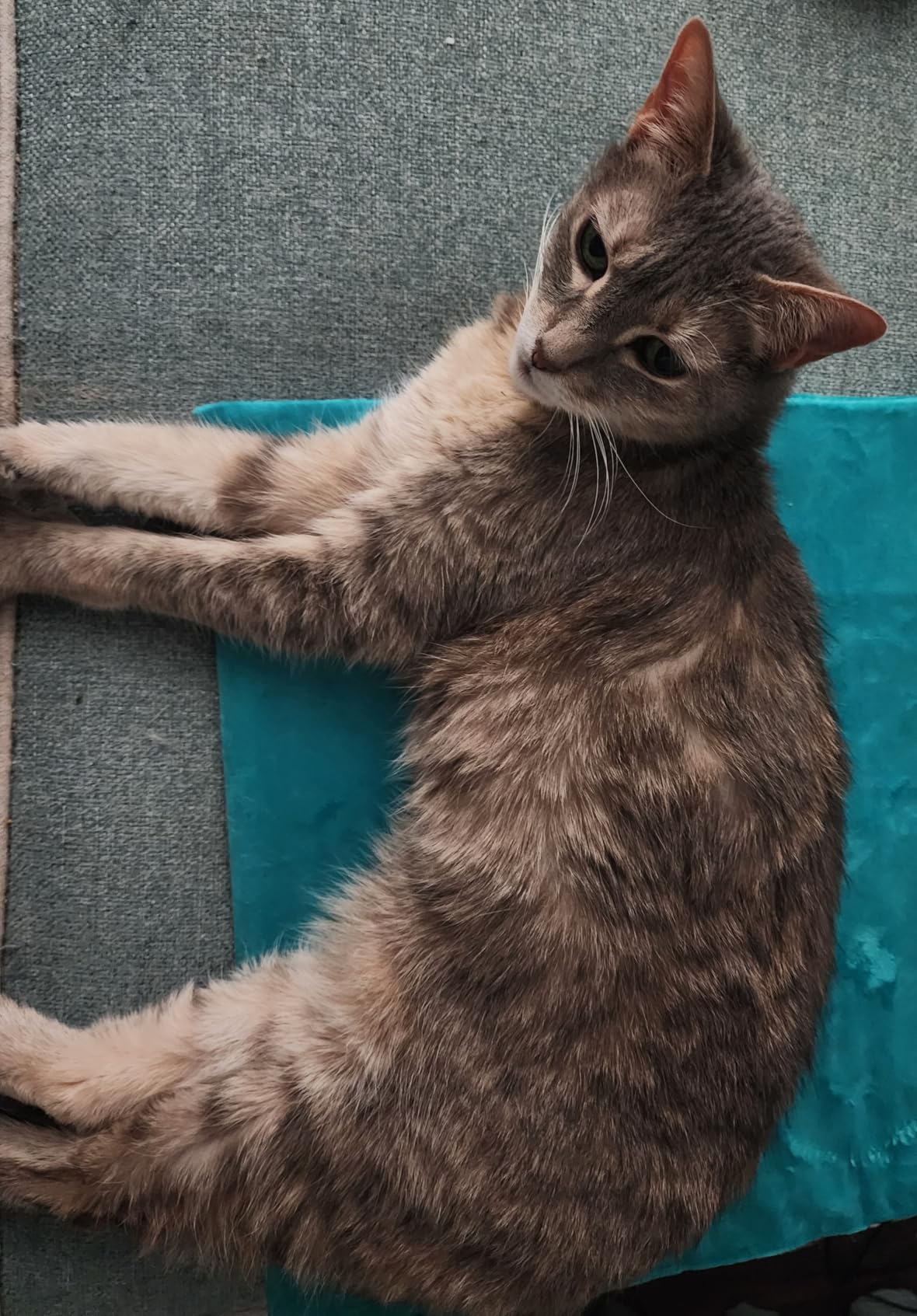 Toozey XL Pet Heating Pad, Waterproof & Chew Resistant, 6 Temp Settings with Timer, 47x28 in for Dogs & Cats customer photo 2