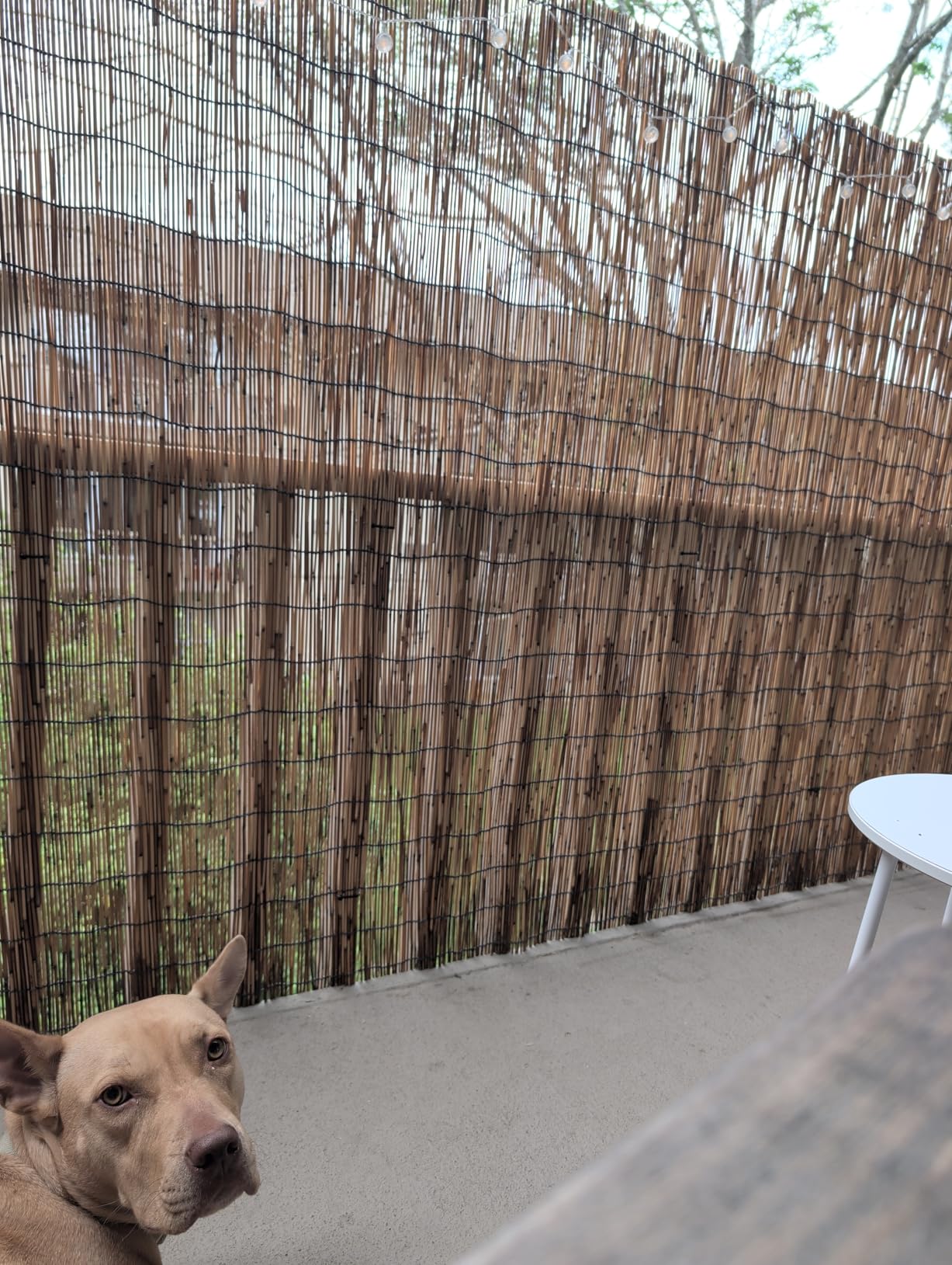 Bamboo Fence,Reed Fencing 4Feet High Bamboo Privacy Screen Outdoor for Patio, Reed Screen for Privacy Garden Backyard Balcony Natural Reed Fencing,4x16FT customer photo 1