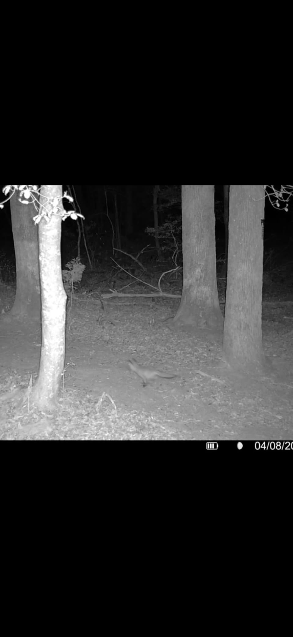 TACTACAM Reveal Ultra Cellular Trail Camera: 4K Photo, 1080p Video, Live View, GPS Tracking-Enabled, Switchable No-Glow/Low-Glow Flash, LTE Connectivity, LCD Screen - Best Hunting, Game Camera customer photo 1