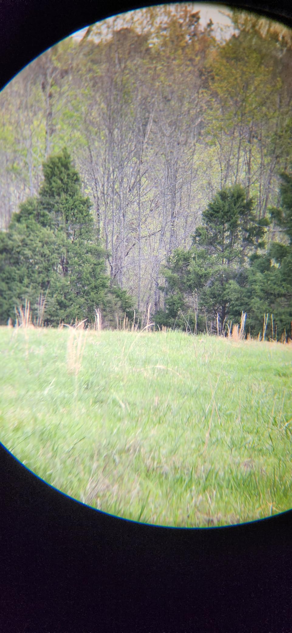 Vortex Triumph HD 12x50 Binoculars - HD Optical System, Fully Multi-Coated Lenses, Rubber Armor, Tripod Adaptable, Waterproof, Fogproof, Shockproof - Unlimited, Unconditional Warranty customer photo 2