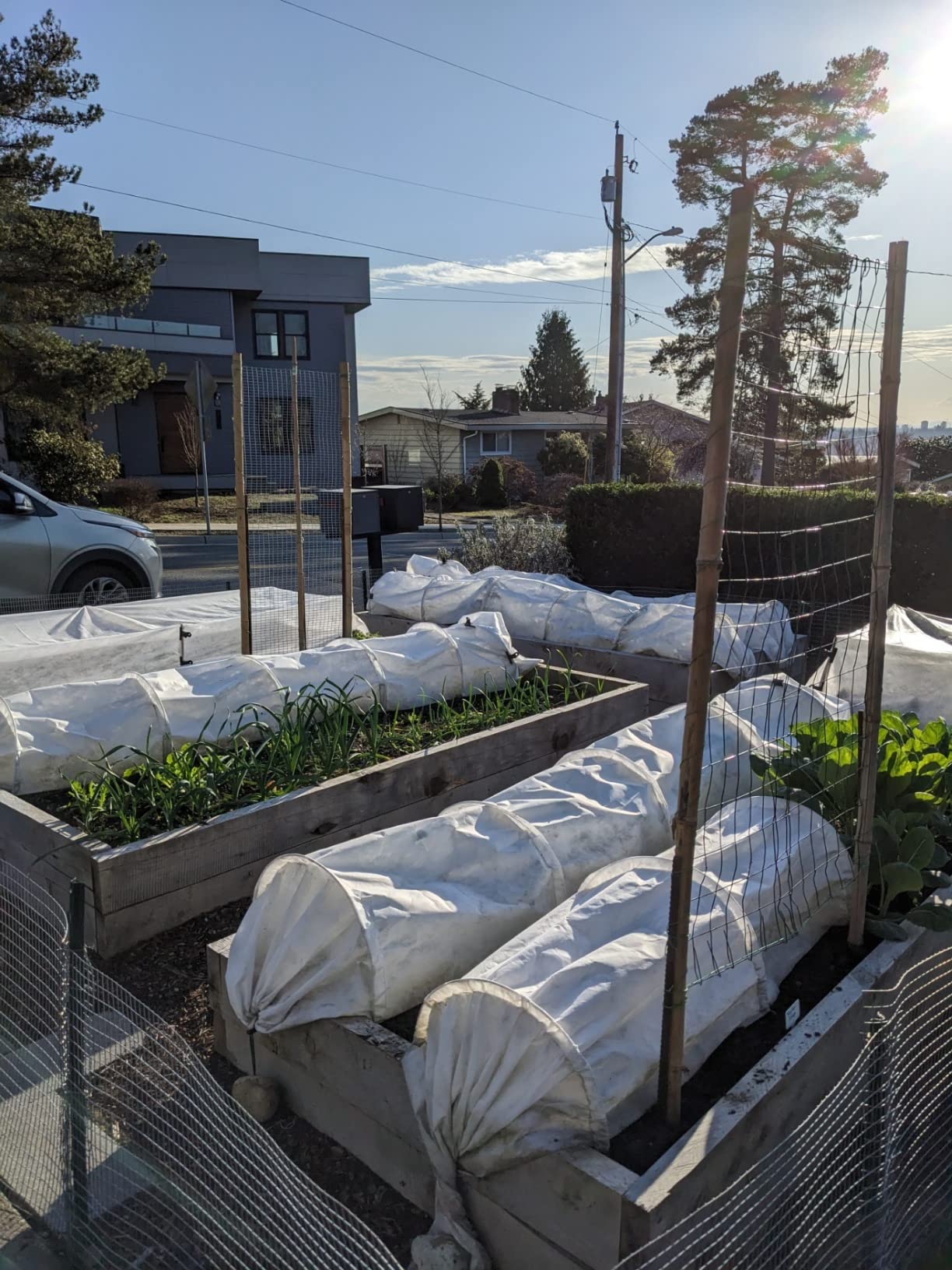 Tierra Garden 50-5060 Haxnicks Easy Fleece Tunnel Garden Cloche, Cover and Protect Plants from Harsh Weather, Animals, and Pests, Fleece Dome for Your Garden customer photo 1