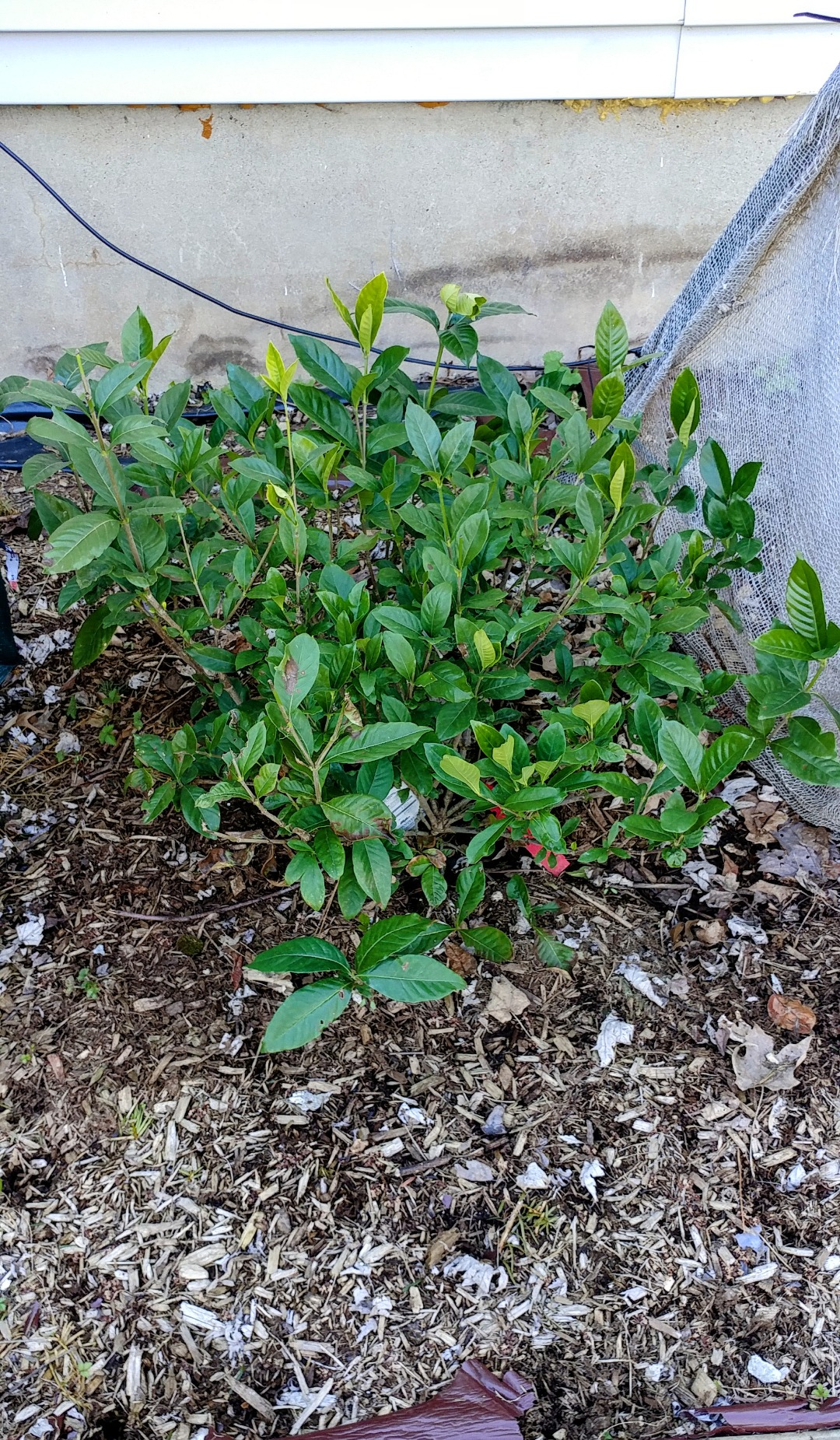 NuVue Products 20253 Winter Shrub Cover for Heavy Snow and Extreme Winter Protection, Heavy-Duty Synthetic Fiber Scrub and Plant Cover, 36