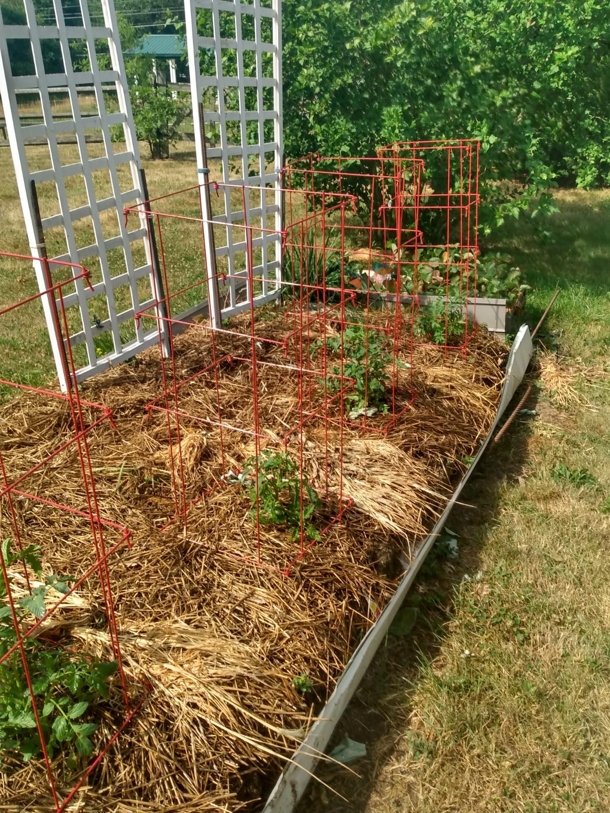 Gardener's Supply Company Lifetime Tomato Cages, Green, Set of 4 customer photo 1