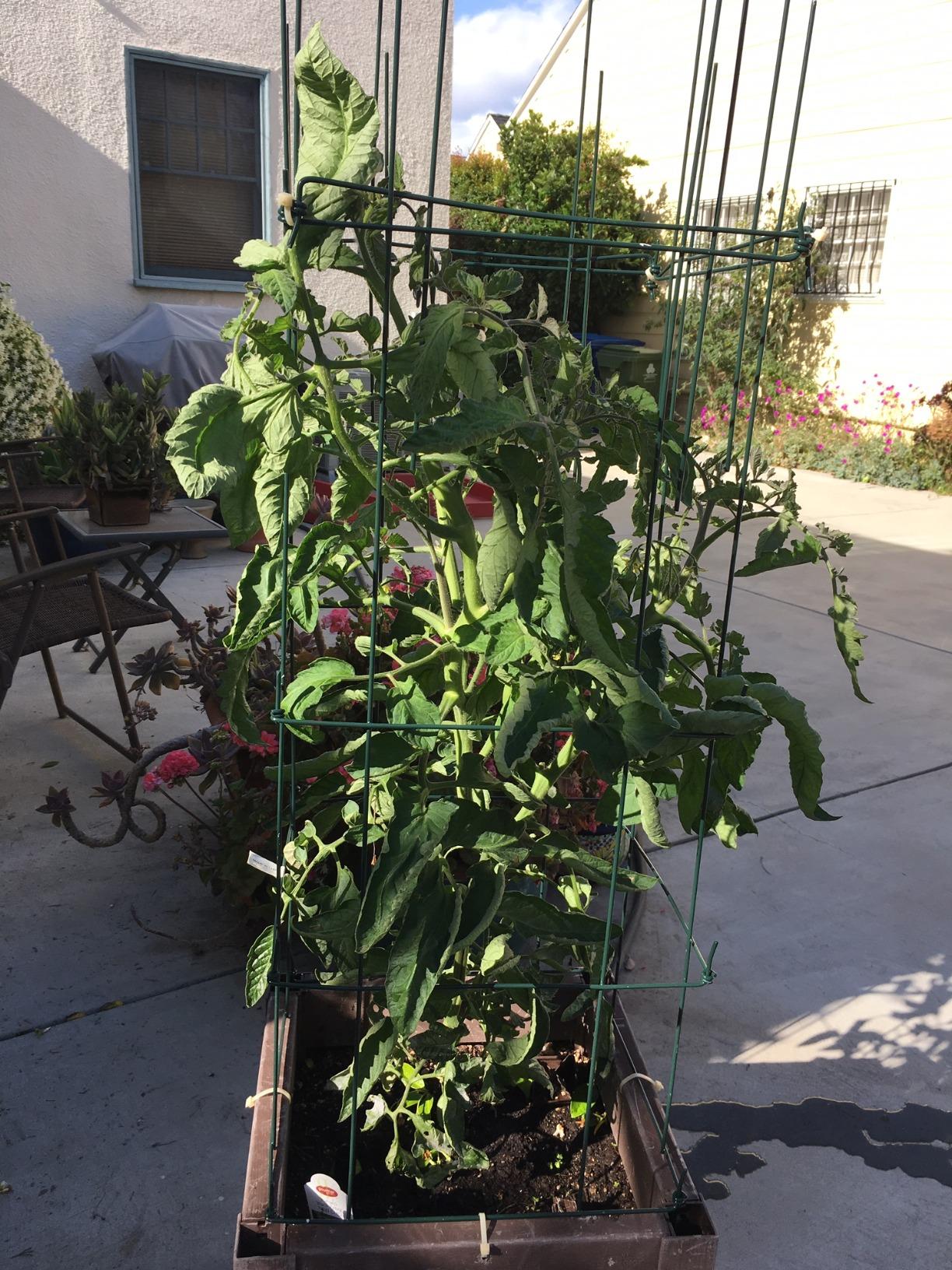 Gardener's Supply Company Lifetime Tomato Cages, Green, Set of 4 customer photo 2