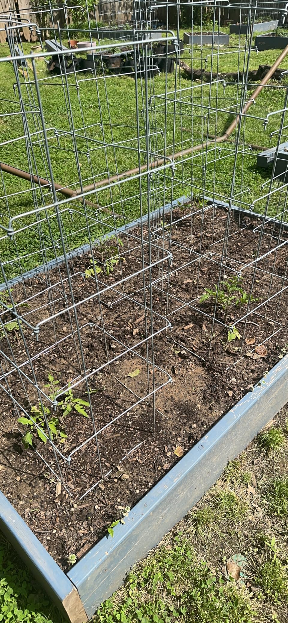 Burpee Medium Heavy Gauge Tomato Cage | 3 Cages for Plant Support in Garden | 14