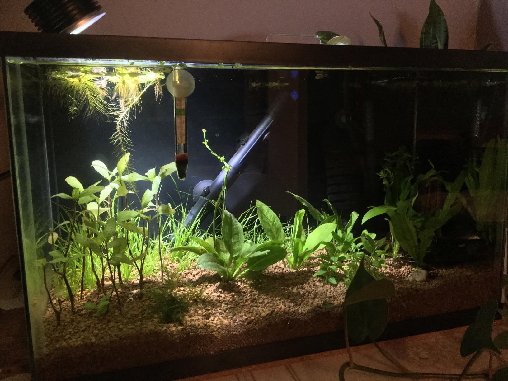Lominie LED Aquarium Light, Planted Tank Light 4 Channels Remote Control 6500K Aquarium LED Lamp for Freshwater Fish Tank Refugium with Gooseneck (A20 Freshwater) customer photo 1
