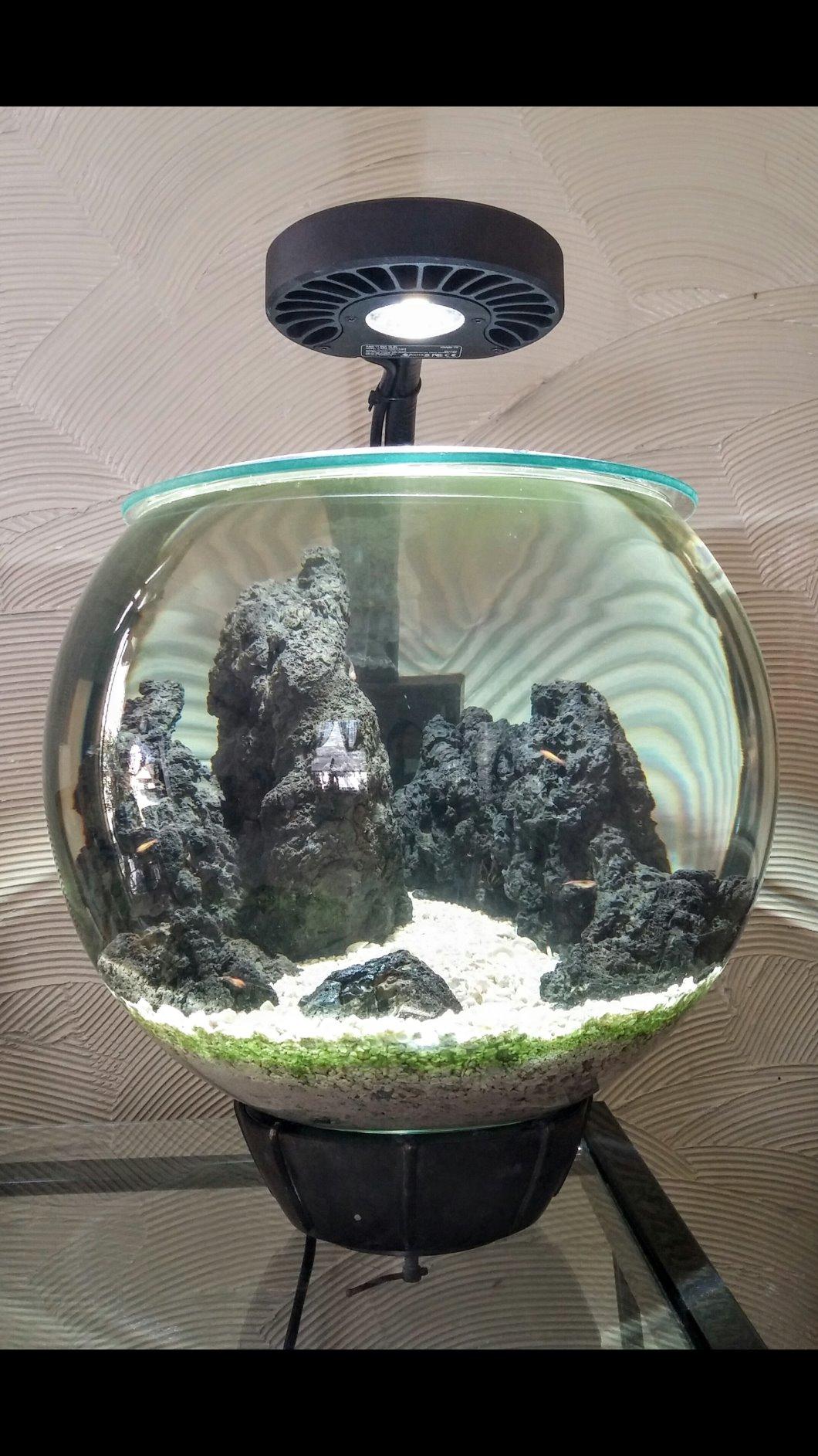 Kessil A80 Tuna Sun LED Light customer photo 1