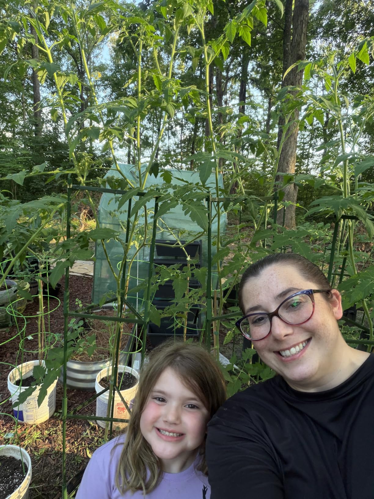 K-Brands Tomato Cage - Tomatoes Plant Stakes Support Cages Trellis for Garden and Pots (3 Pack - Extra Tall Upto 68 inches) customer photo 1