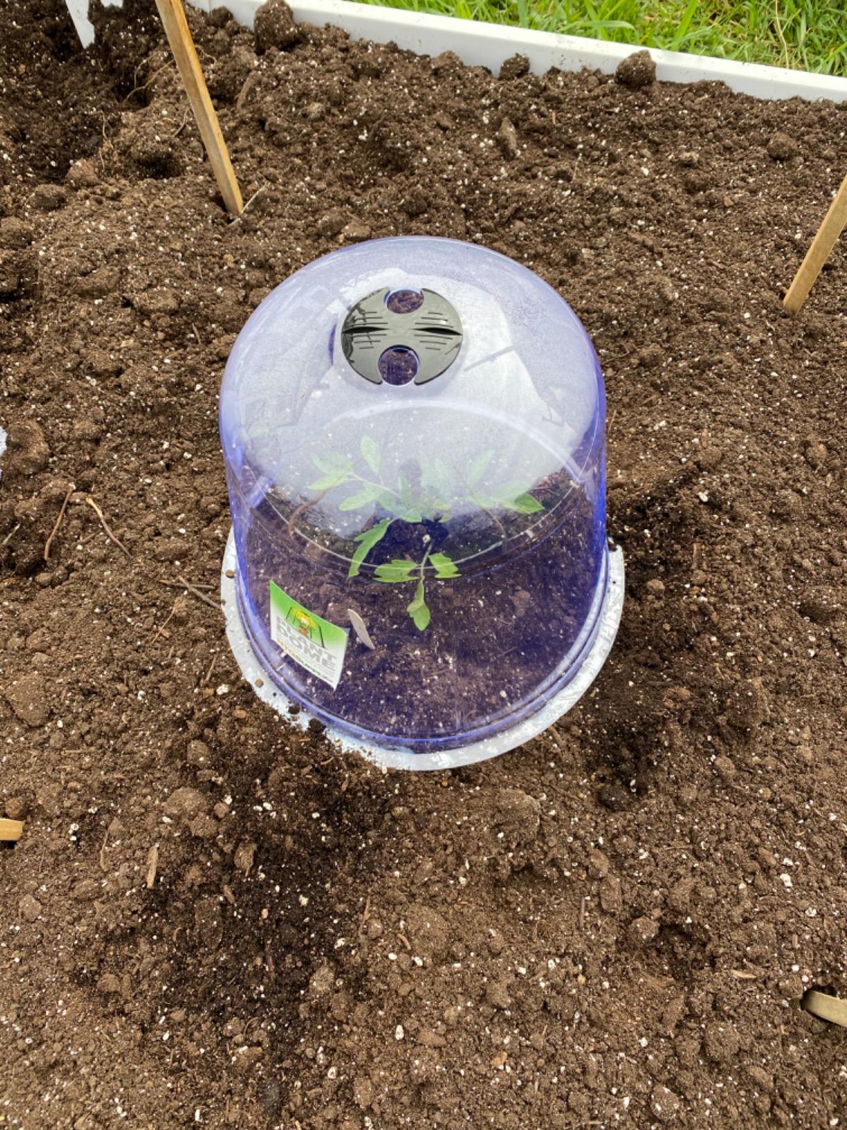 Garden Cloche Plant Protector Bell (5-Pack) - Reusable Vented Plastic Dome customer photo 1
