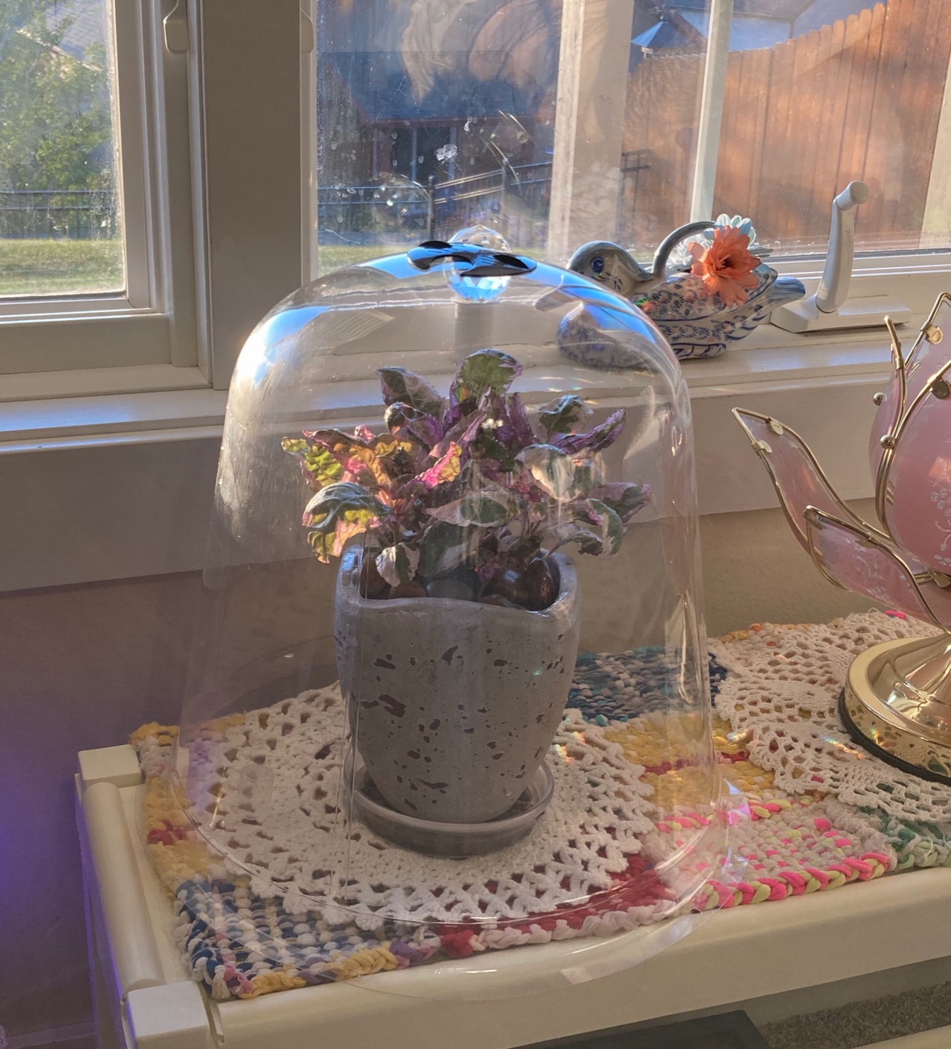 Garden Cloche Plant Protector Bell (5-Pack) - Reusable Vented Plastic Dome customer photo 2