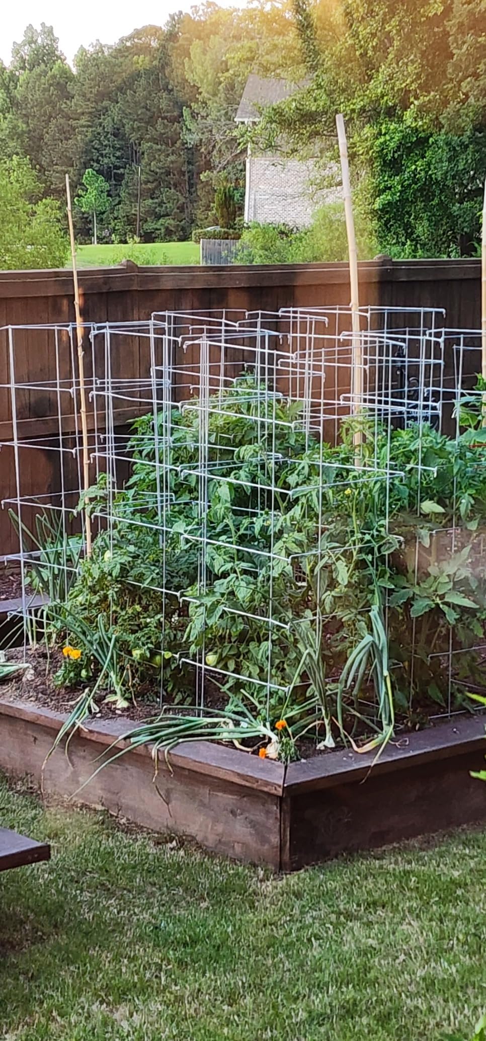 Happy Trees Large Heavy Duty Tomato Cages - Support Trellis for Climbing Vegetables and Plants - 18