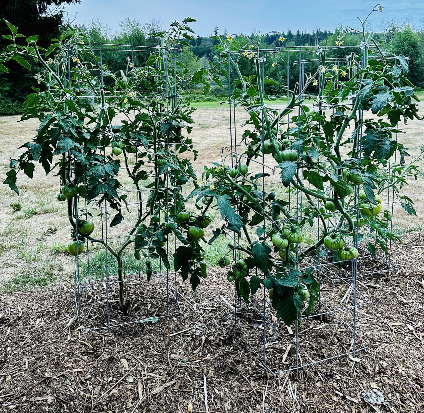 Happy Trees Large Heavy Duty Tomato Cages - Support Trellis for Climbing Vegetables and Plants - 18
