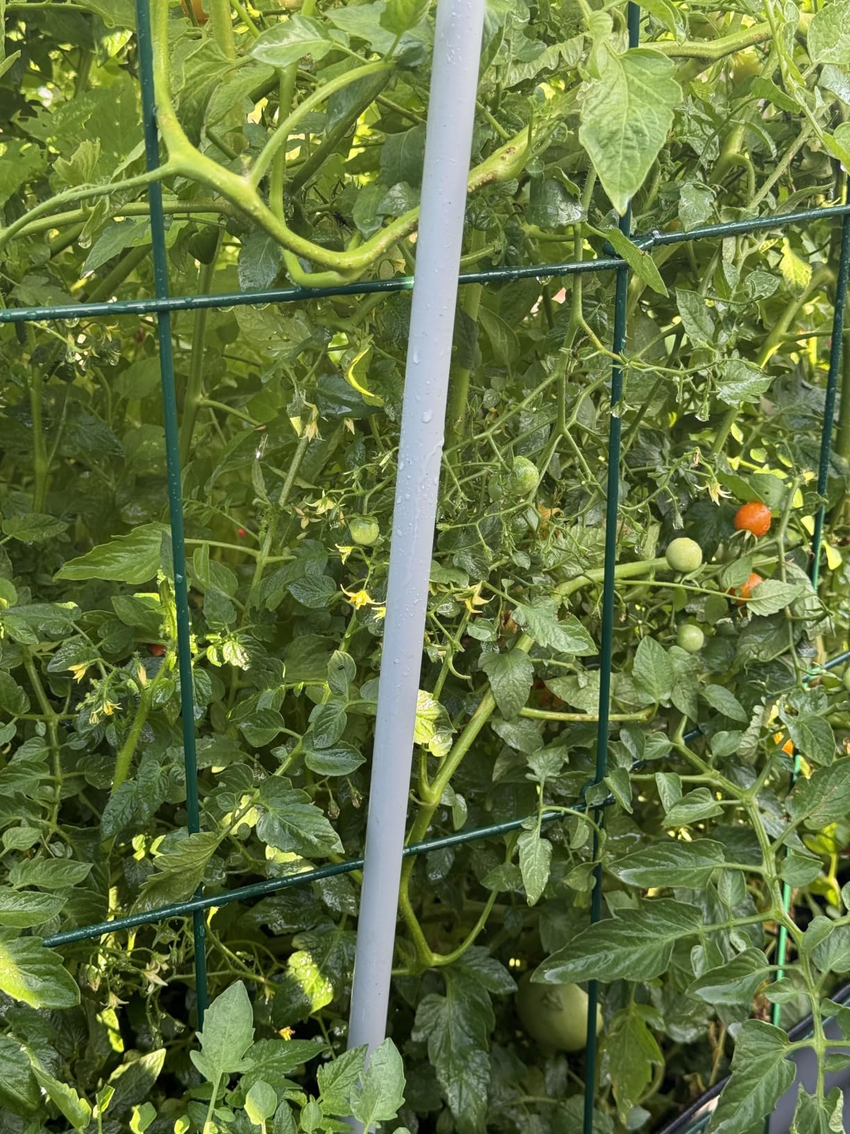 S AFSTAR 4 Pack Folding Tomato Cages, 39 Inches Tall Square Plant Support Cage for Garden Climbing Plants Flowers Fruits, Heavy Duty Tomato Vegetable Trellis customer photo 2