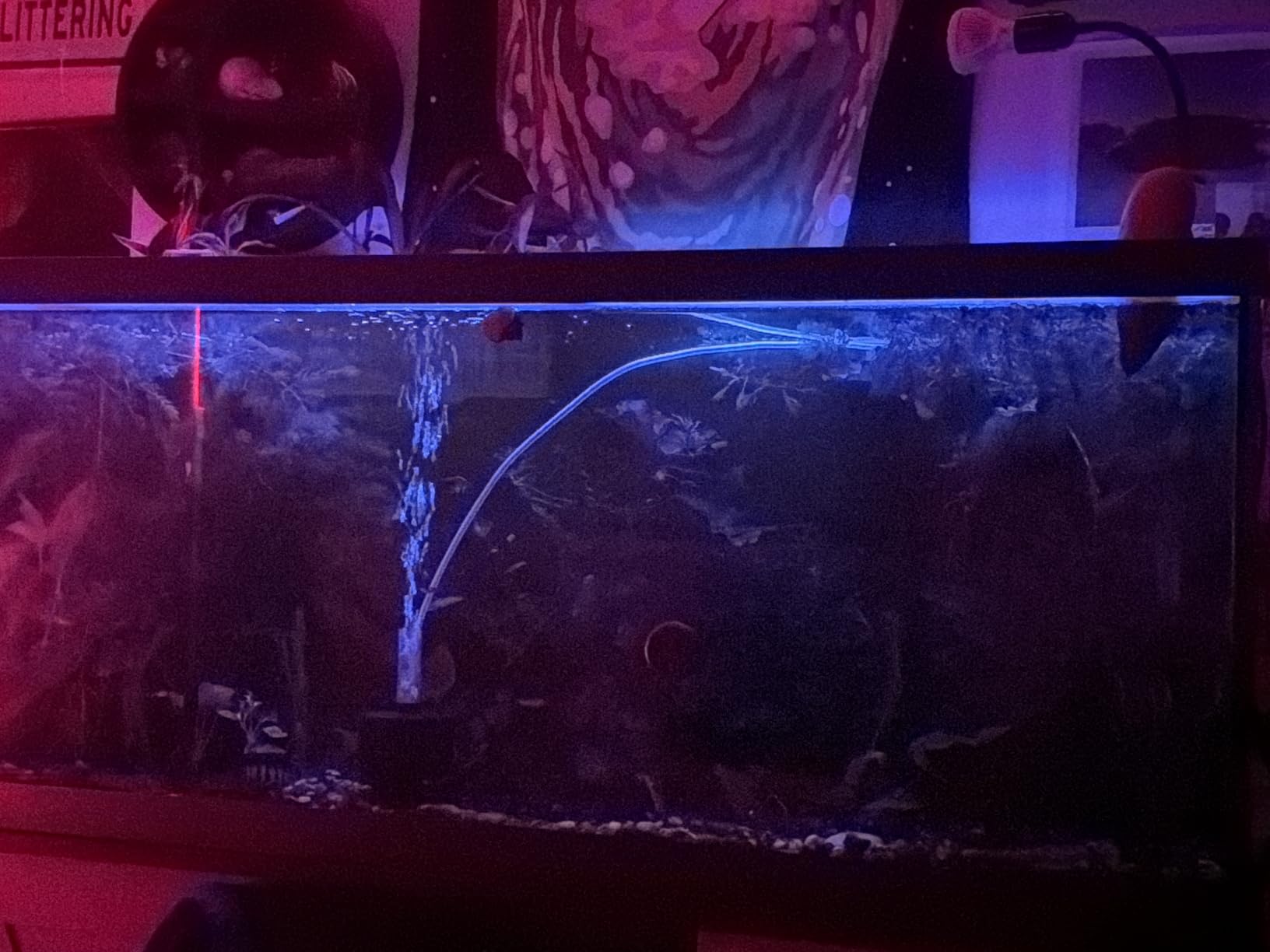 hygger Advanced LED Aquarium Light with Timer, 24/7 Lighting Cycle & DIY Mode, Full Spectrum Fish Tank Light for 30-36 in Freshwater Planted Tank customer photo 1