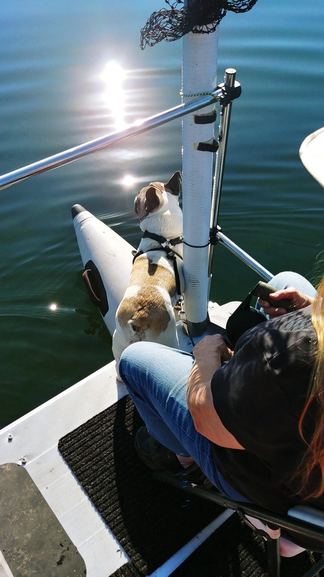 AQUOS 11.5ft / 12.5ft Heavy-Duty for Two Series Inflatable Pontoon Boat with Stainless Steel Guard Bar and Folding Seat for Fishing, Aluminum Floor Board, Transport Canada Approved customer photo 1