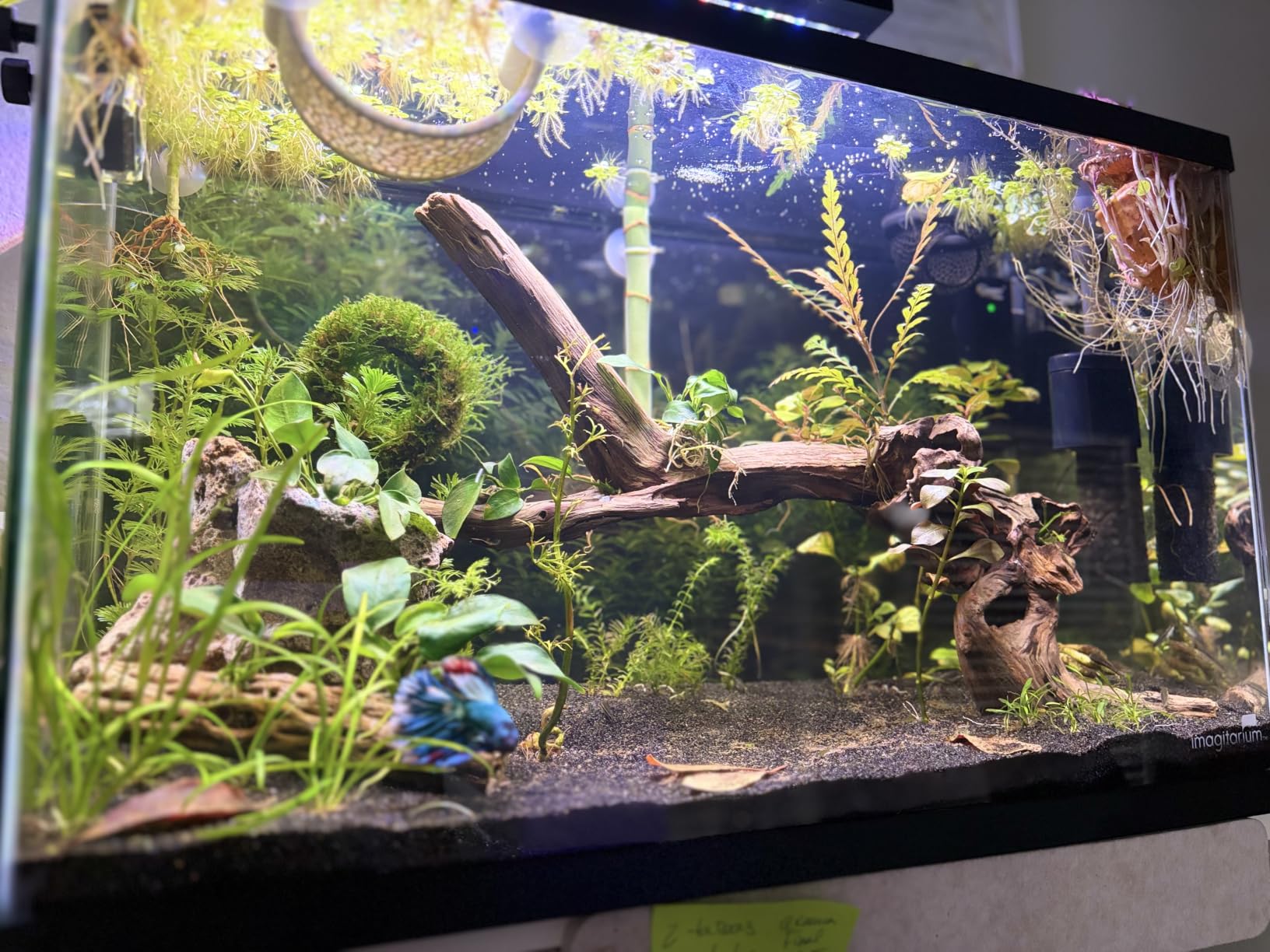hygger Clip On 24/7 Lighting Aquarium LED Light, Sunrise-Daylight-Moonlight and DIY Mode, Adjustable Timer/Brightness Fish Tank Light with 7 Colors for Planted Tank (14W for 12~20in Tank) customer photo 1
