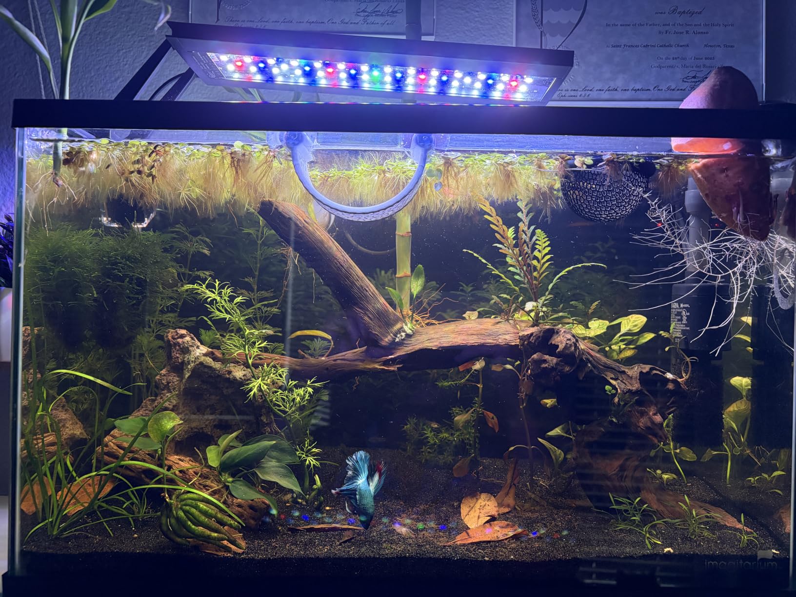 hygger Clip On 24/7 Lighting Aquarium LED Light, Sunrise-Daylight-Moonlight and DIY Mode, Adjustable Timer/Brightness Fish Tank Light with 7 Colors for Planted Tank (14W for 12~20in Tank) customer photo 2