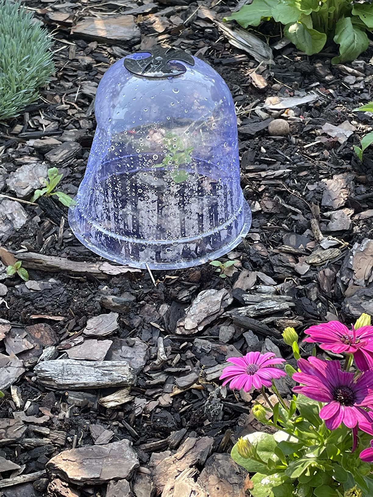 MorTime 6 Pack Garden Cloche Plant Dome, 7.3