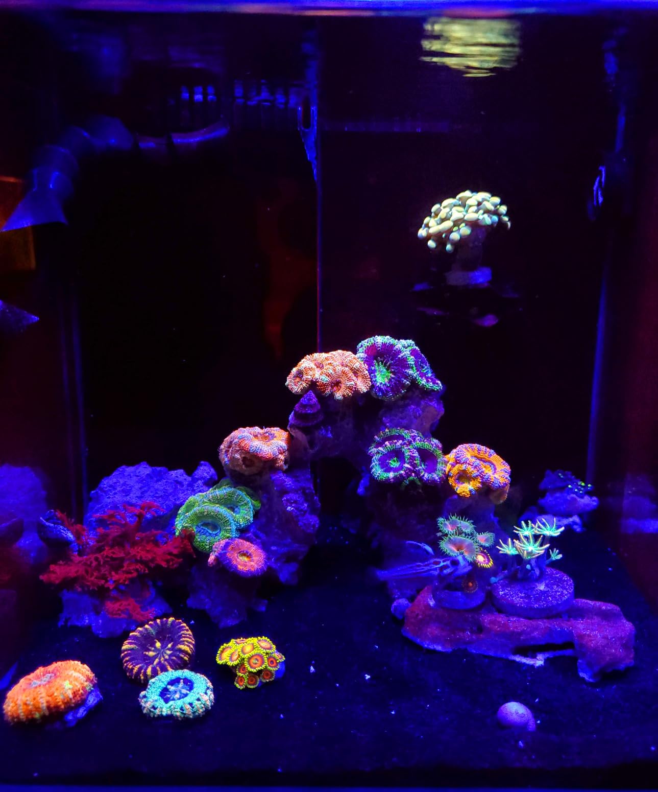 NICREW Marine Clip on Aquarium Light, Saltwater Fish Tank Light for Coral Reef Tanks with LCD Timer, 2 Lighting Modes customer photo 2