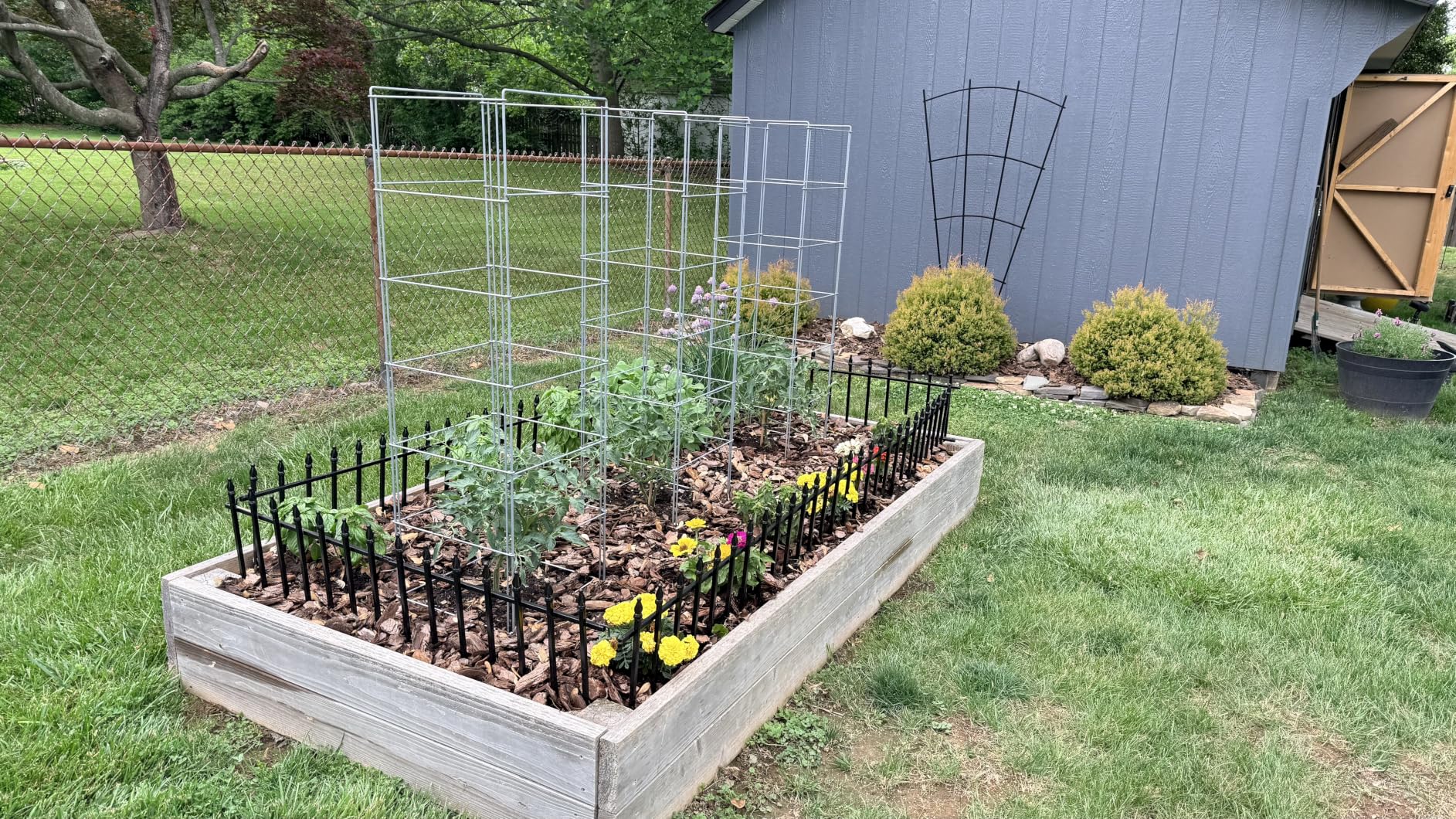 Cedar Ridge Square Foldable Tomato Cages - Made in USA Heavy Duty Plant Support for Vegetable Garden, Vegetables, and Flowers - Stakes and Trellis for Climbing Plants (13x56) 3-Pack customer photo 1