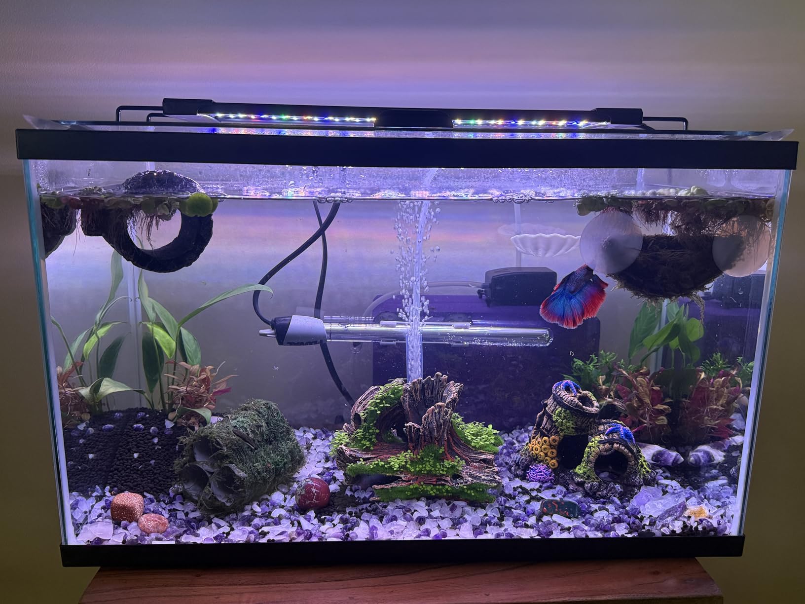 AQQA LED Aquarium Light, 24/7 Mode IP68 Waterproof Extendable Bracket Fish Tank Light, DIY Mode Full Spectrum Aquarium Plant Light, Adjustable Timer/Brightness Memory Function for 24-32 Inch Fish Tank customer photo 1