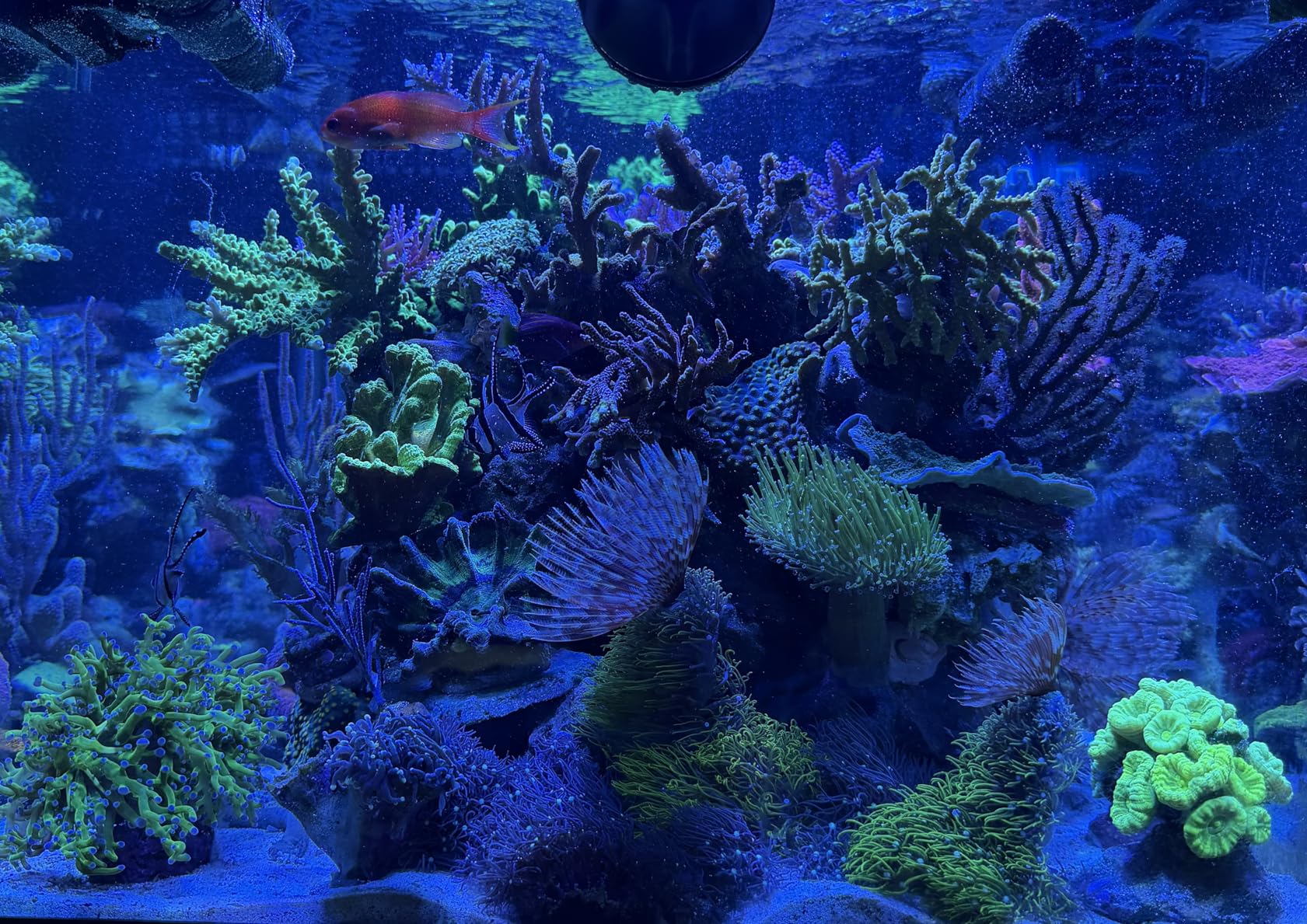 NICREW HyperReef 100 Gen 2 Reef LED Light, 100W Reef Aquarium Lighting for SPS LPS Corals and Saltwater Fish Tanks, Enhanced Violet and Blue Spectrum, Wide Angle Lens, 5 Channels Fully Programmable customer photo 2