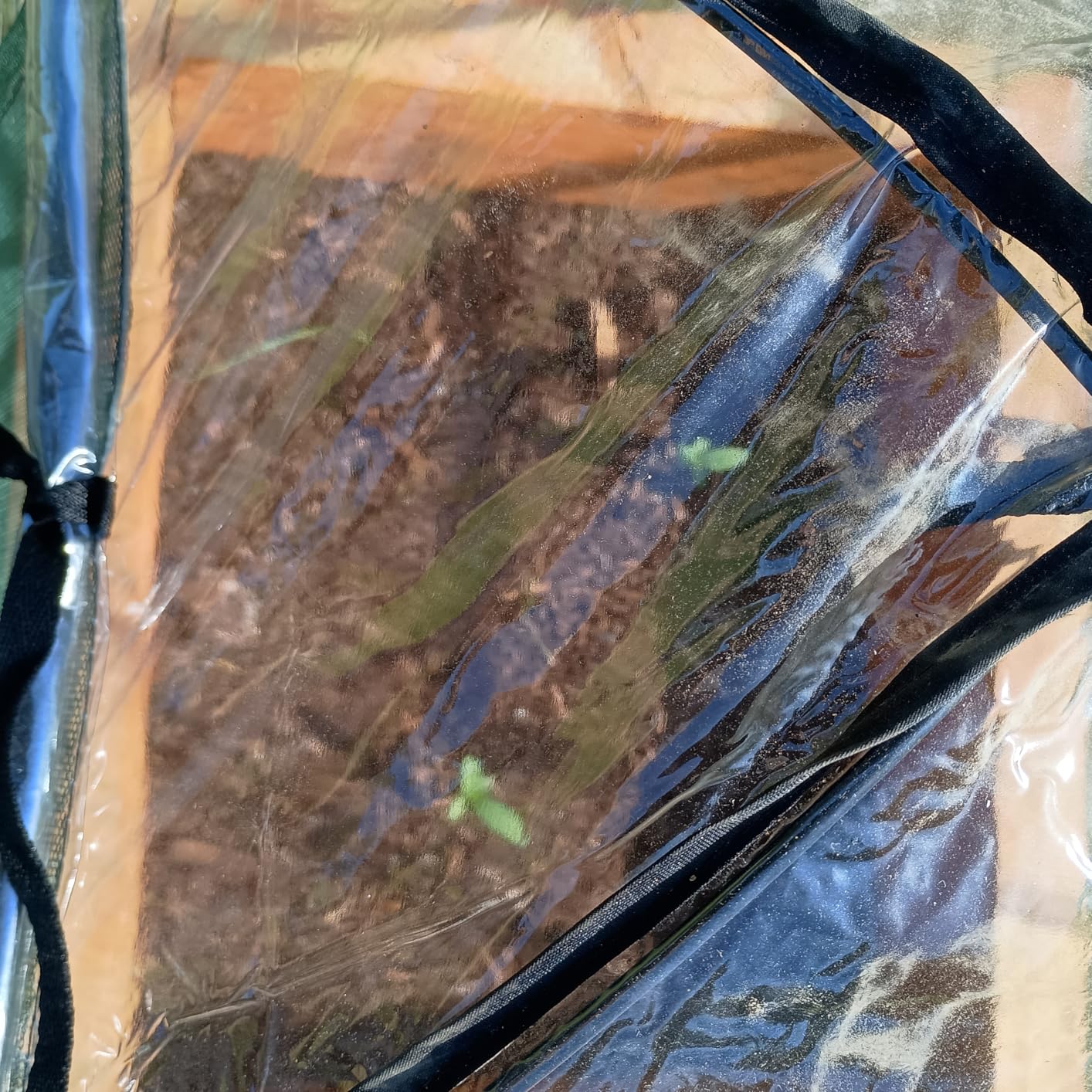 Plant Covers Freeze Protection, Clear Outdoor Garden Frost Cover, Plant Protectors from Animals, Garden cloches for Plants, Potted Fruit min Greenhouse(Transparent,2-Pack) customer photo 1