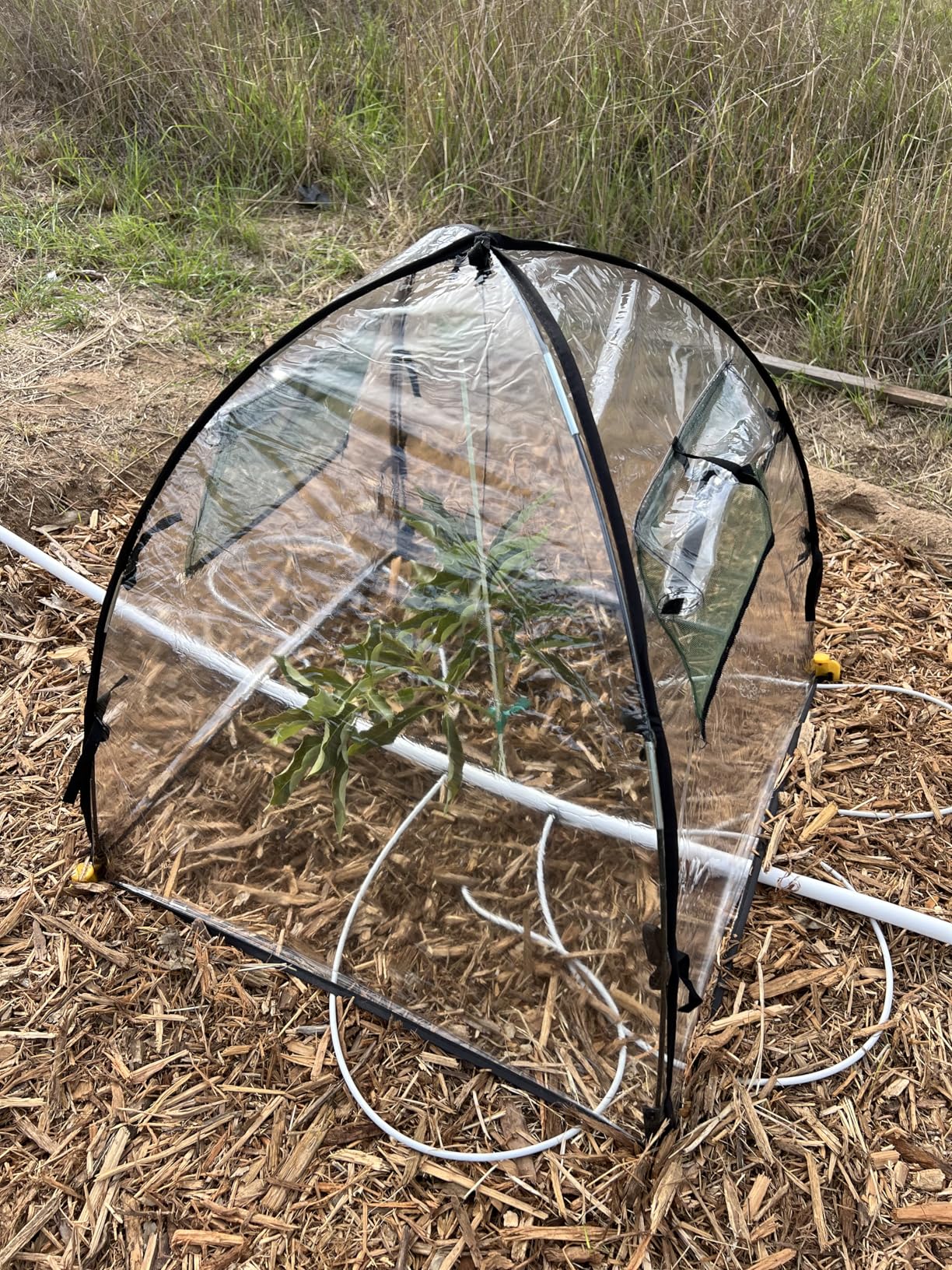 Plant Covers Freeze Protection, Clear Outdoor Garden Frost Cover, Plant Protectors from Animals, Garden cloches for Plants, Potted Fruit min Greenhouse(Transparent,2-Pack) customer photo 2